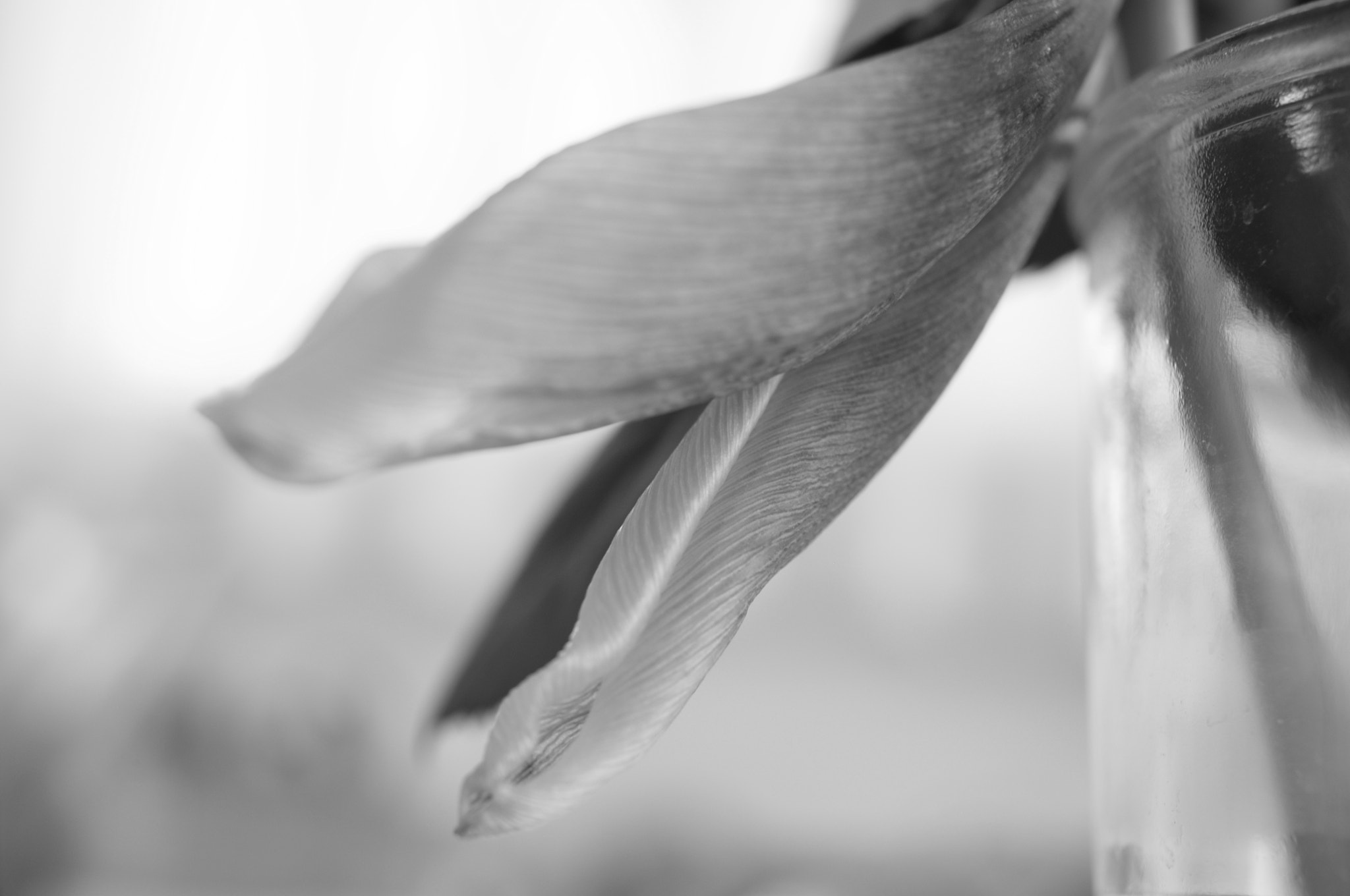 Ricoh GXR A12 sample photo. Tulip photography