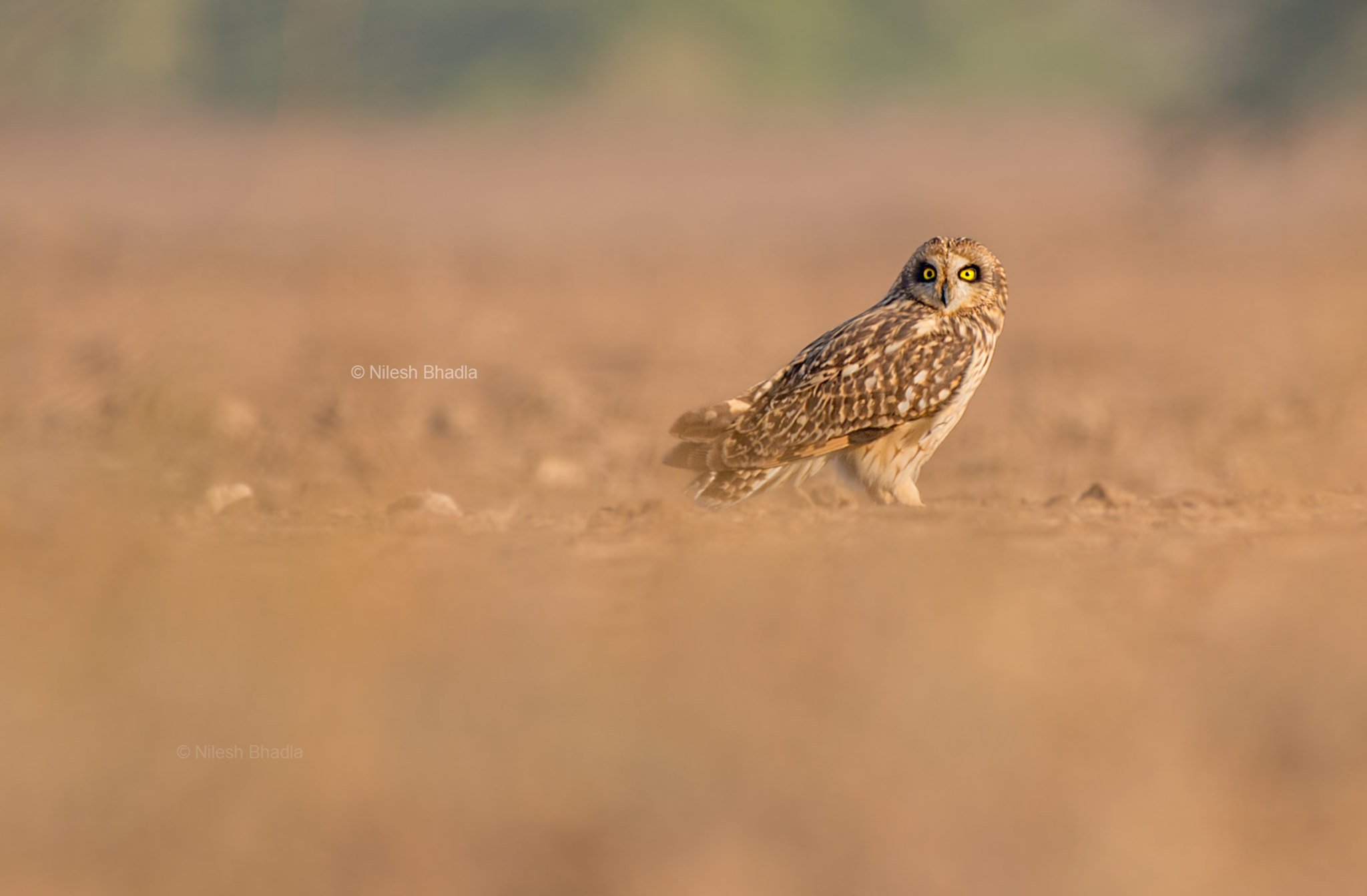 Nikon AF-S Nikkor 200-500mm F5.6E ED VR sample photo. Short-eared owl photography