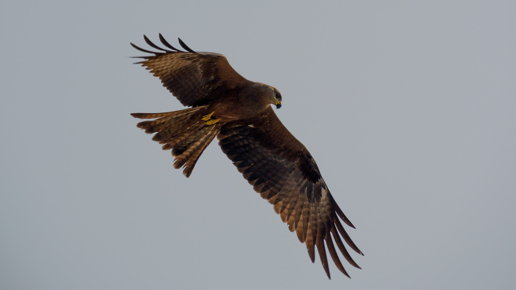 Sigma 28-300mm F3.5-6.3 DG Macro sample photo. Predator hunting photography