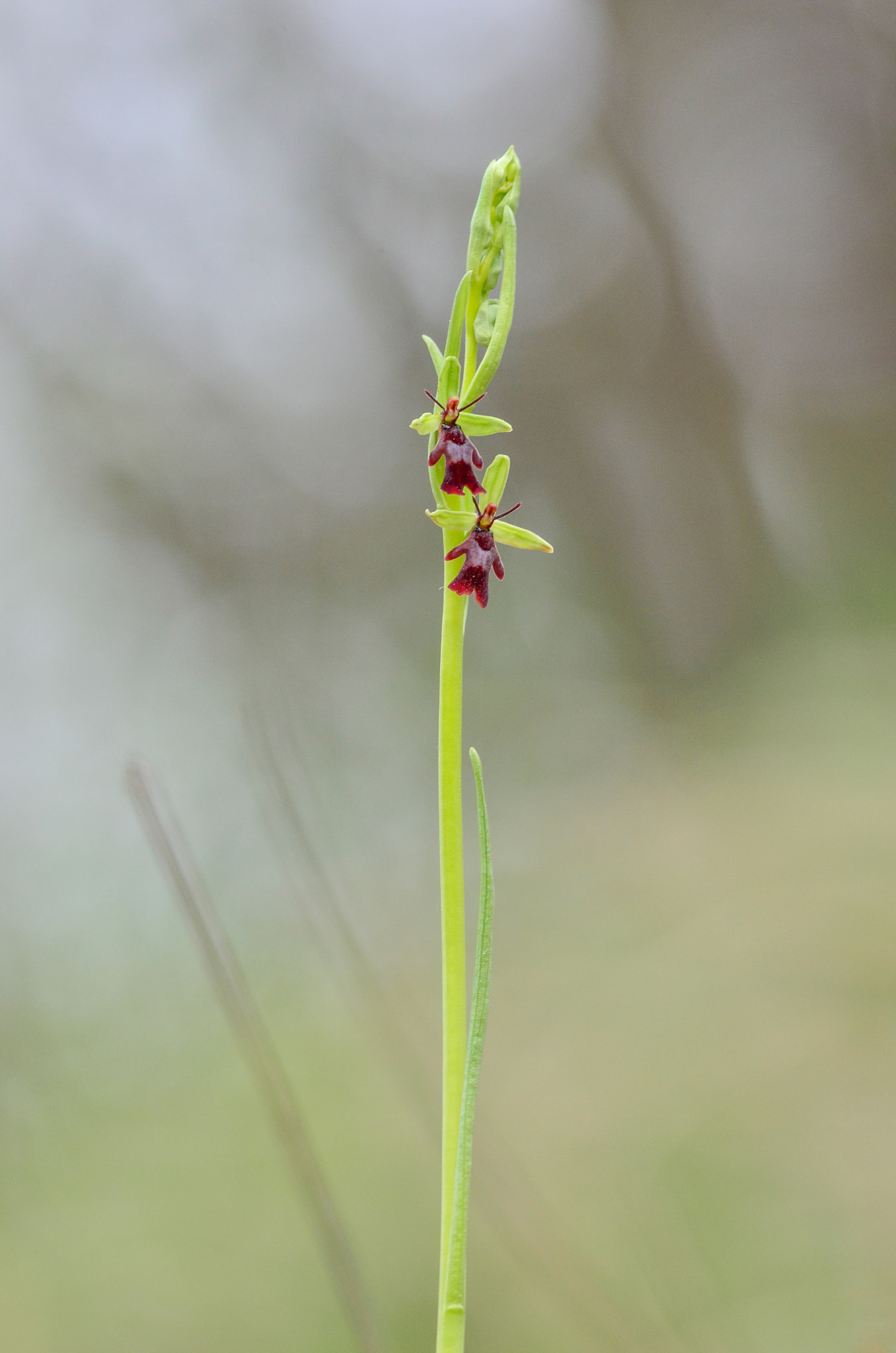 Nikon D5100 + Nikon AF-S Nikkor 300mm F4D ED-IF sample photo. Wild orchid photography