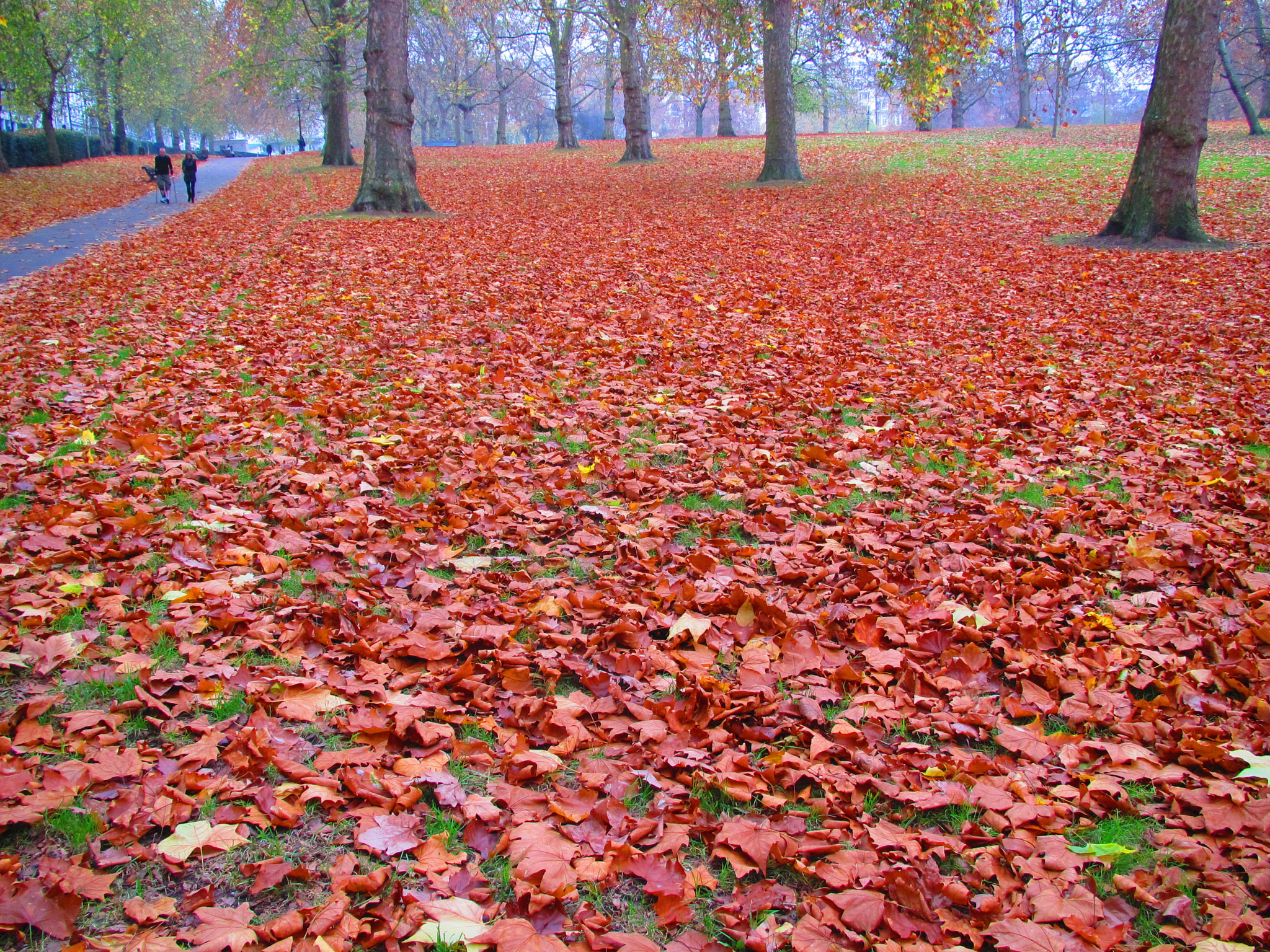 Canon PowerShot SD4500 IS (IXUS 1000 HS / IXY 50S) sample photo. Carpet photography