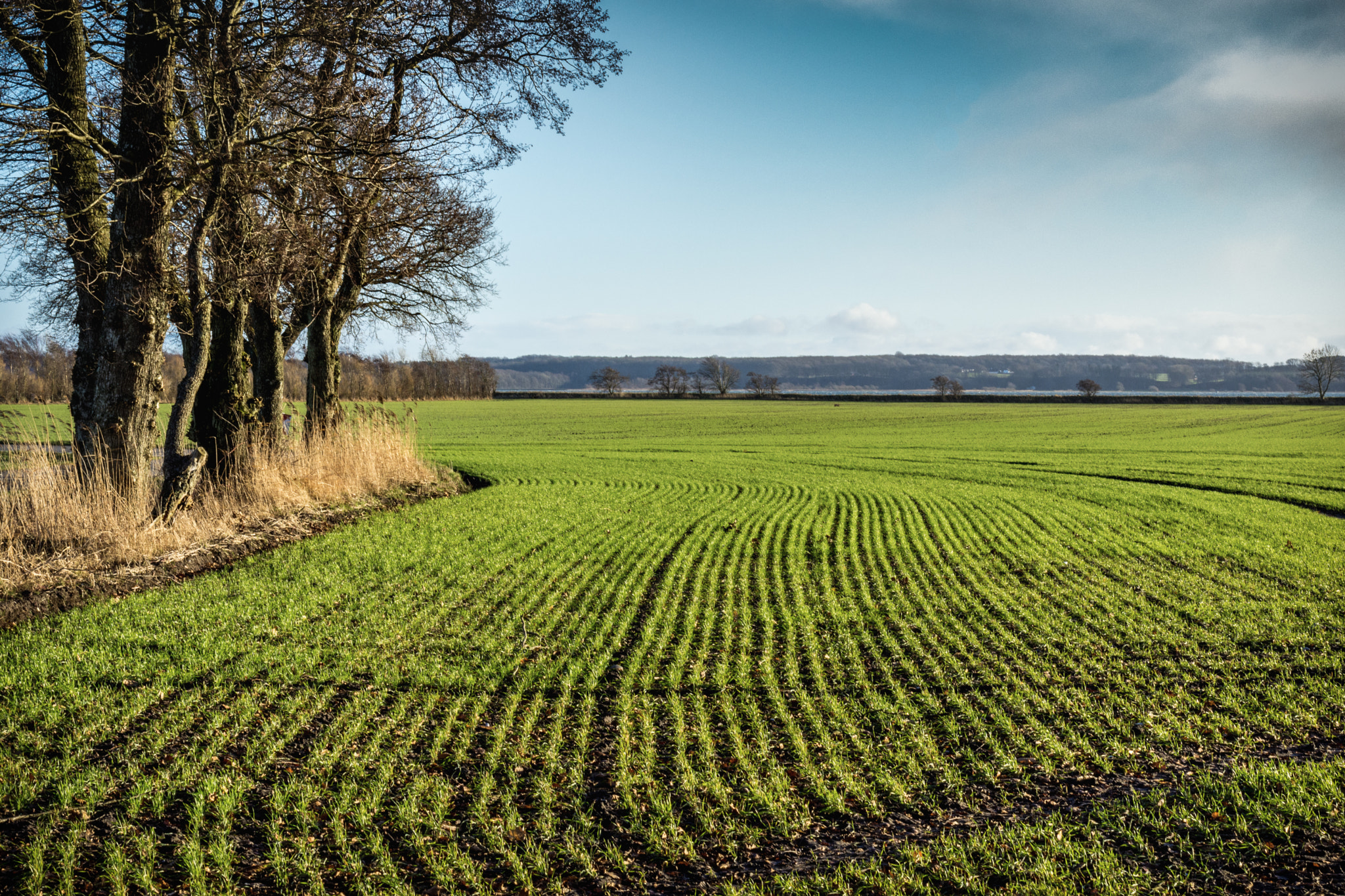 Nikon D7200 + Nikon AF-S Nikkor 50mm F1.4G sample photo. Lines in field photography