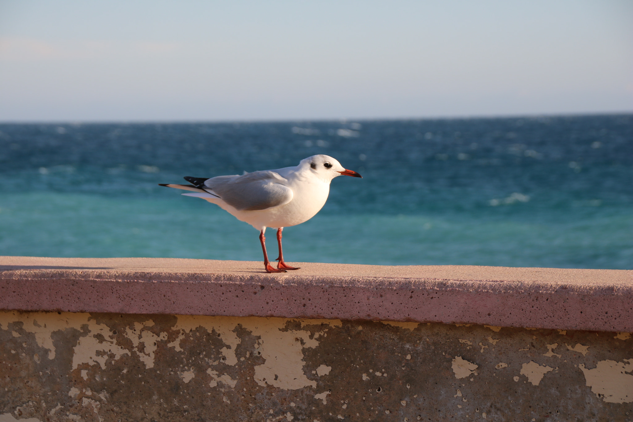 Sigma 18-250mm F3.5-6.3 DC OS HSM sample photo. Img photography