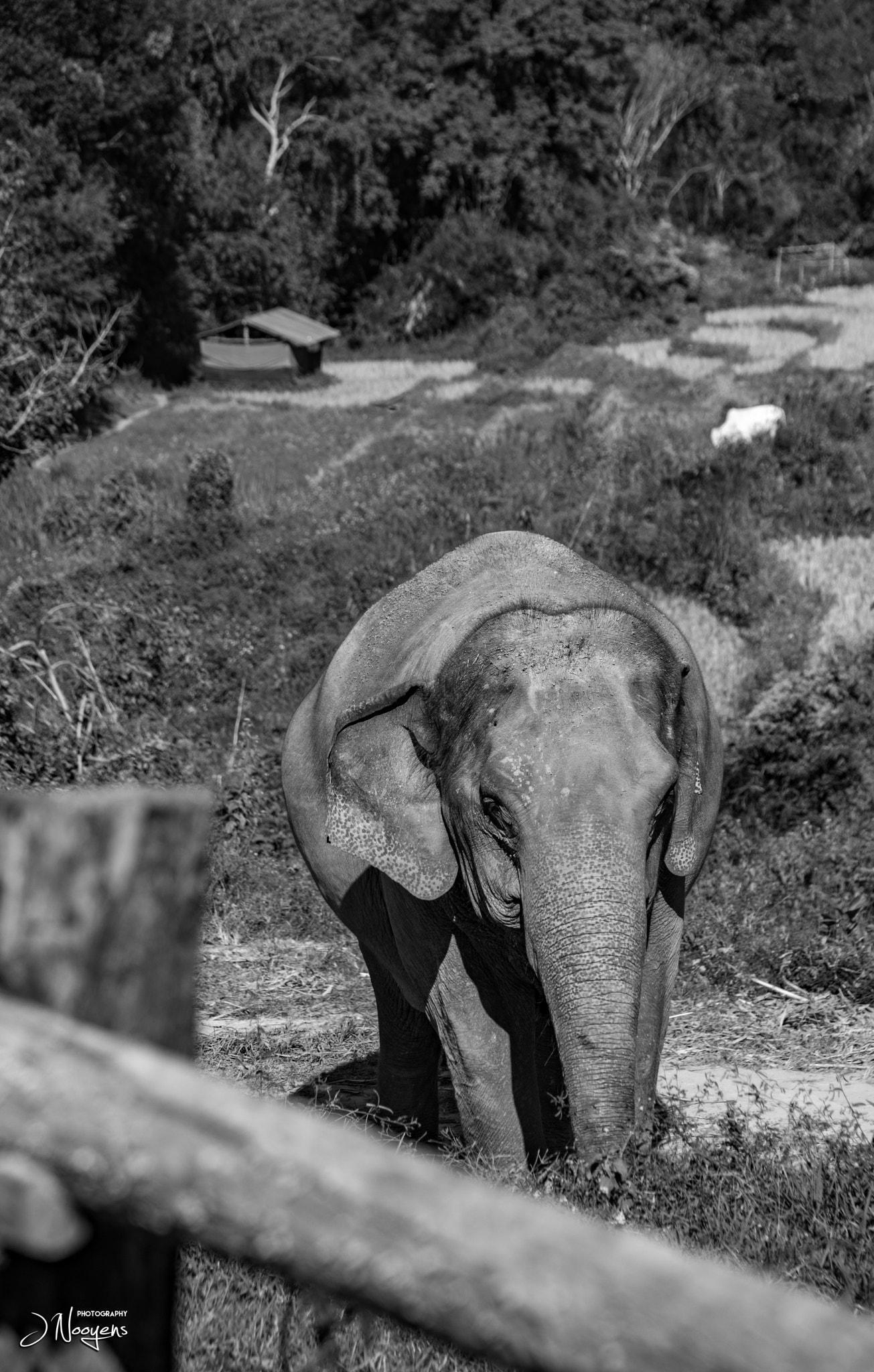 Nikon D5300 sample photo. Elephant sanctuary chiang mai photography
