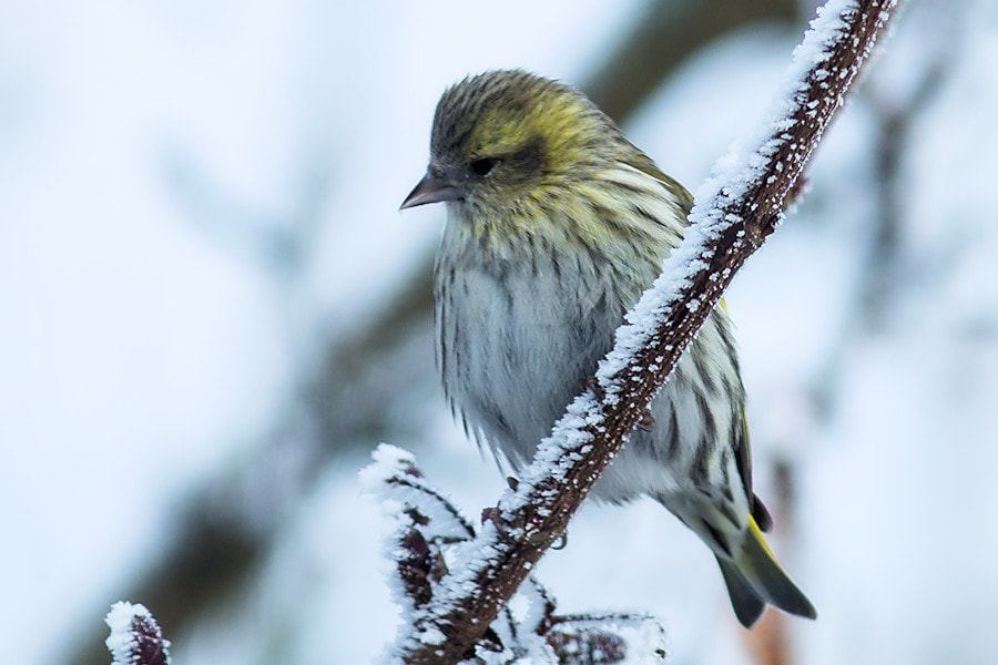 Canon EOS 6D + Canon EF 300mm F4L IS USM sample photo. Zeisig im winter photography