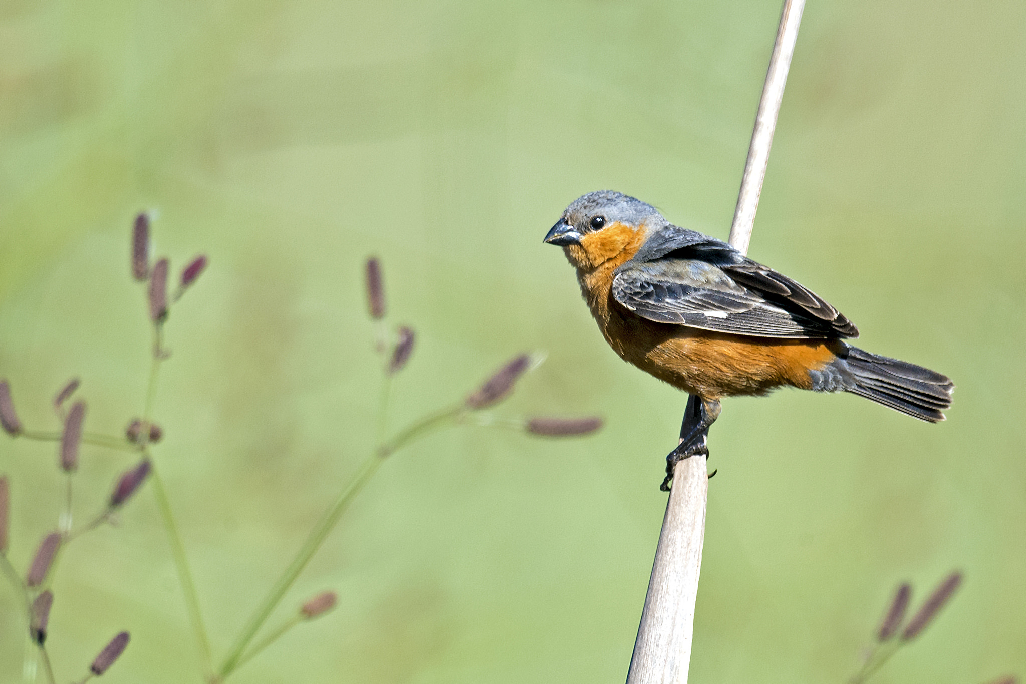 Nikon AF-S Nikkor 800mm F5.6E FL ED VR sample photo. Tawny-bellied seedeater photography