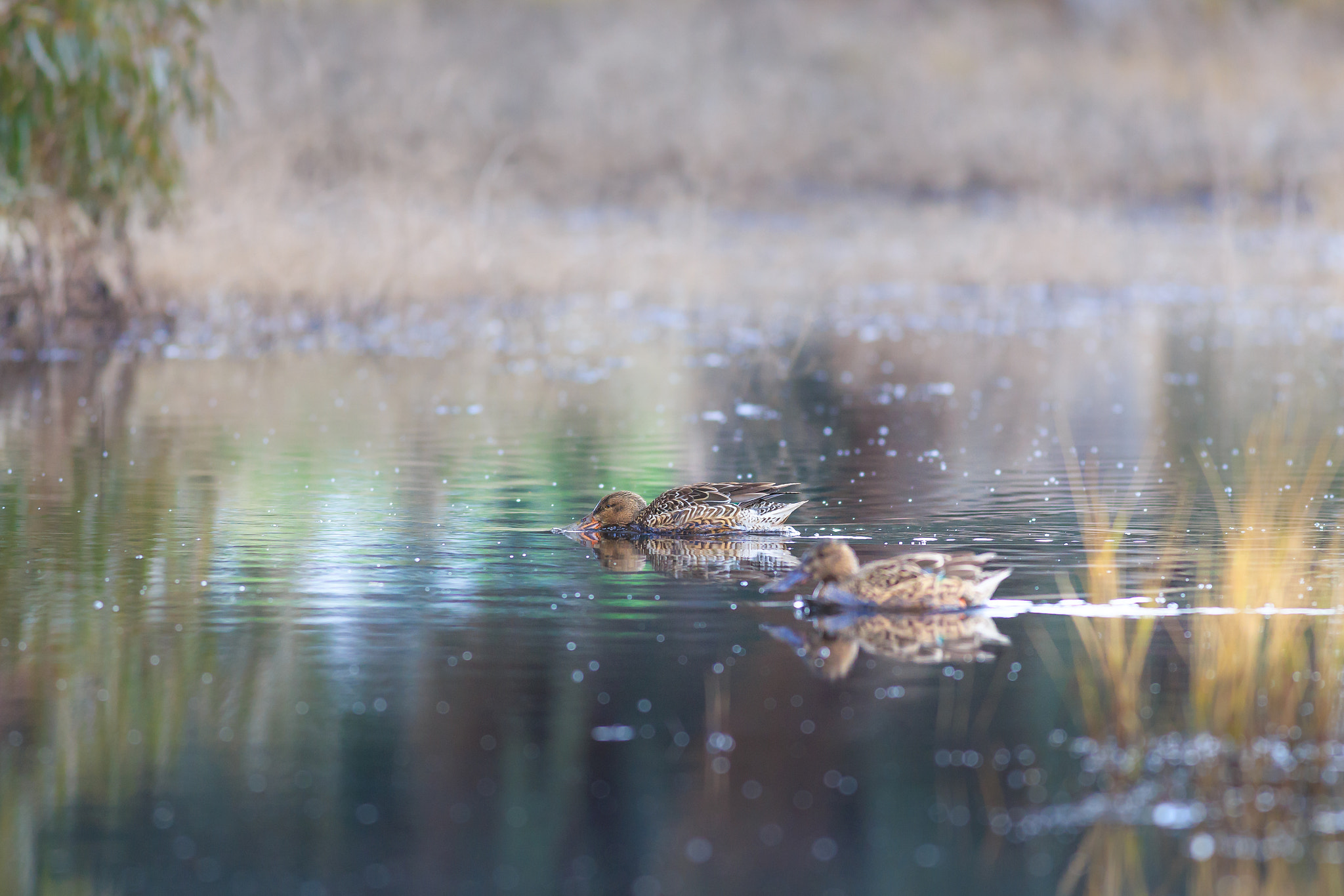 Canon EOS 6D + Canon EF 400mm F5.6L USM sample photo. Mallard duck's photography