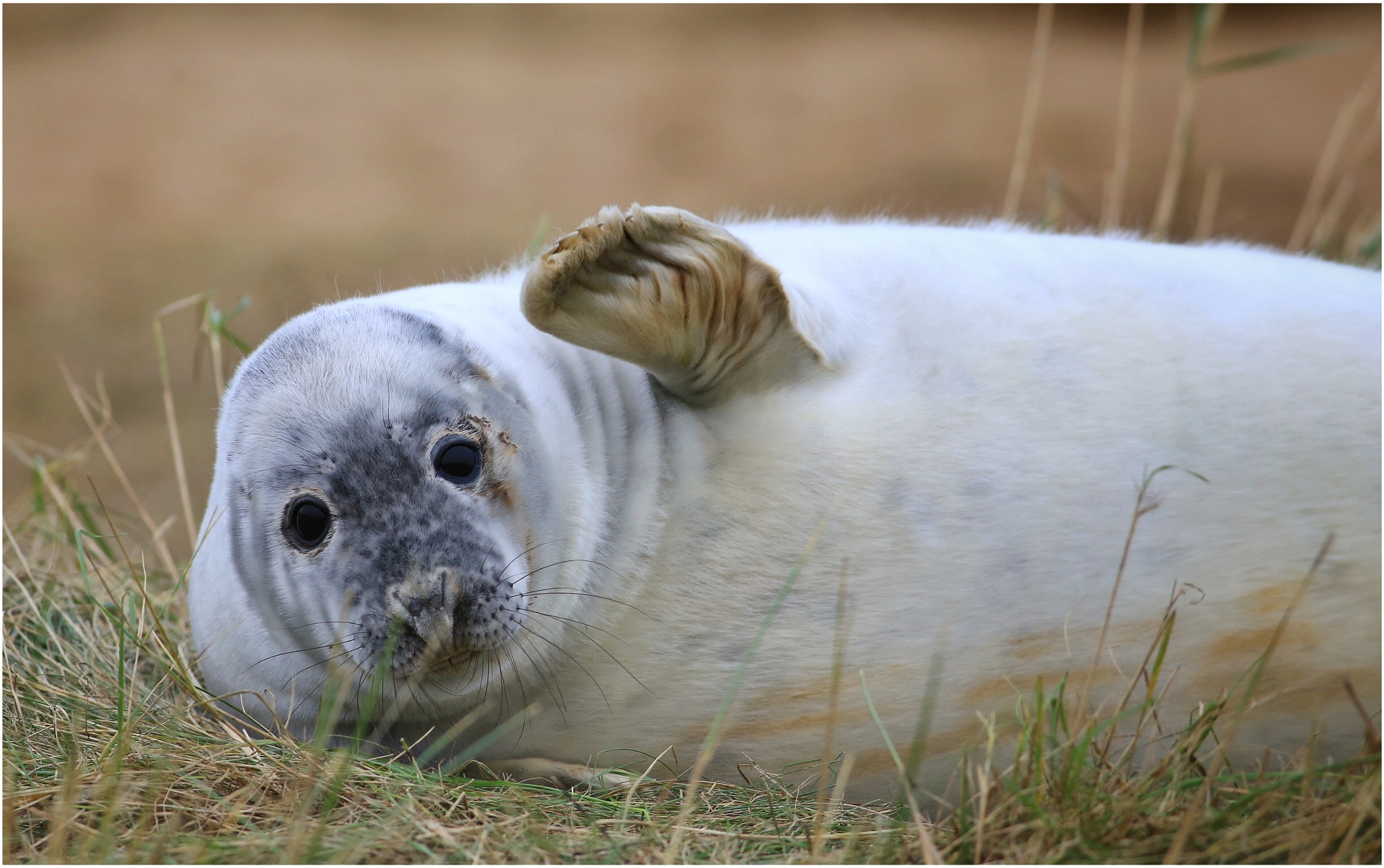 Canon EOS 6D + Canon EF 400mm F5.6L USM sample photo. Hello! photography