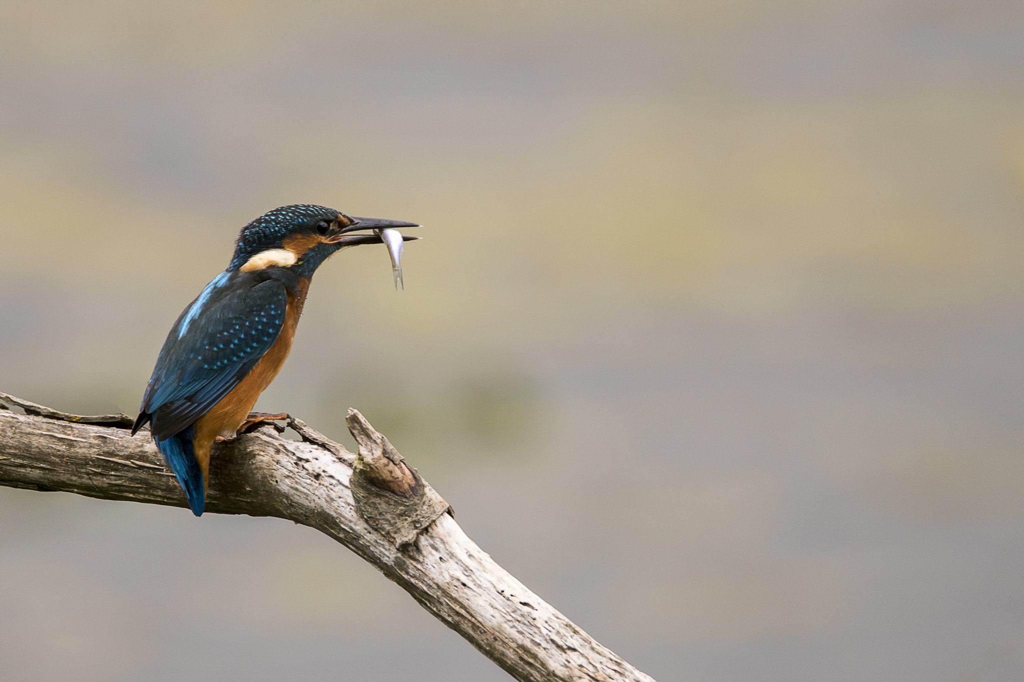 Sony ILCA-77M2 + Tamron SP 150-600mm F5-6.3 Di VC USD sample photo. Kingfisher © bob riach photography