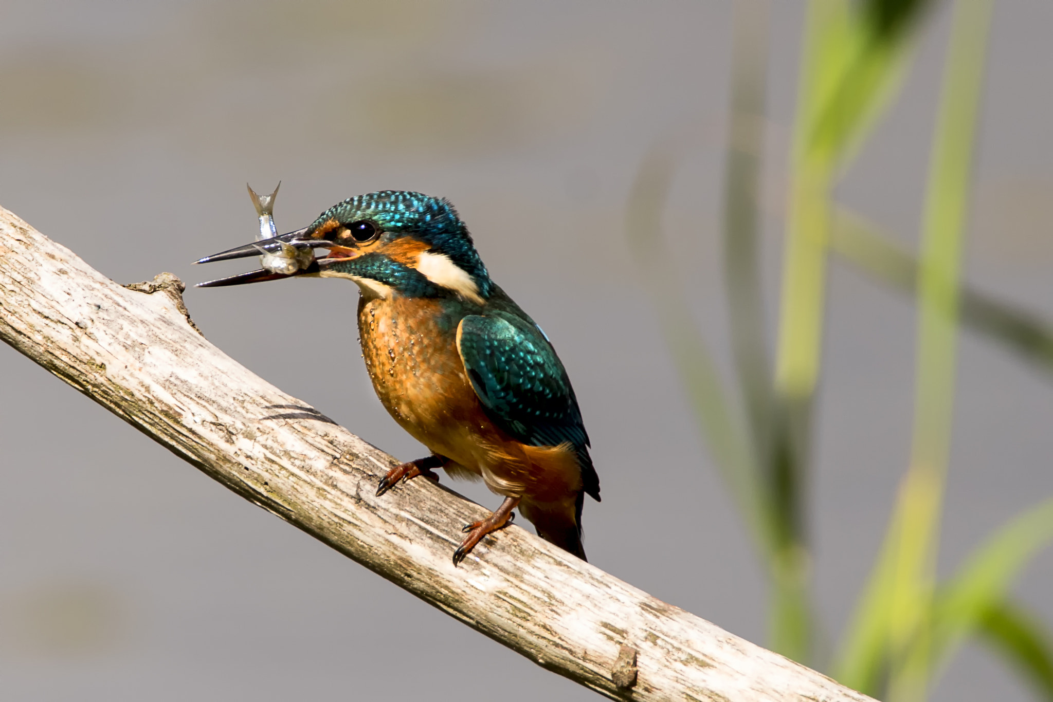 Sony ILCA-77M2 + Tamron SP 150-600mm F5-6.3 Di VC USD sample photo. Kingfisher © bob riach photography