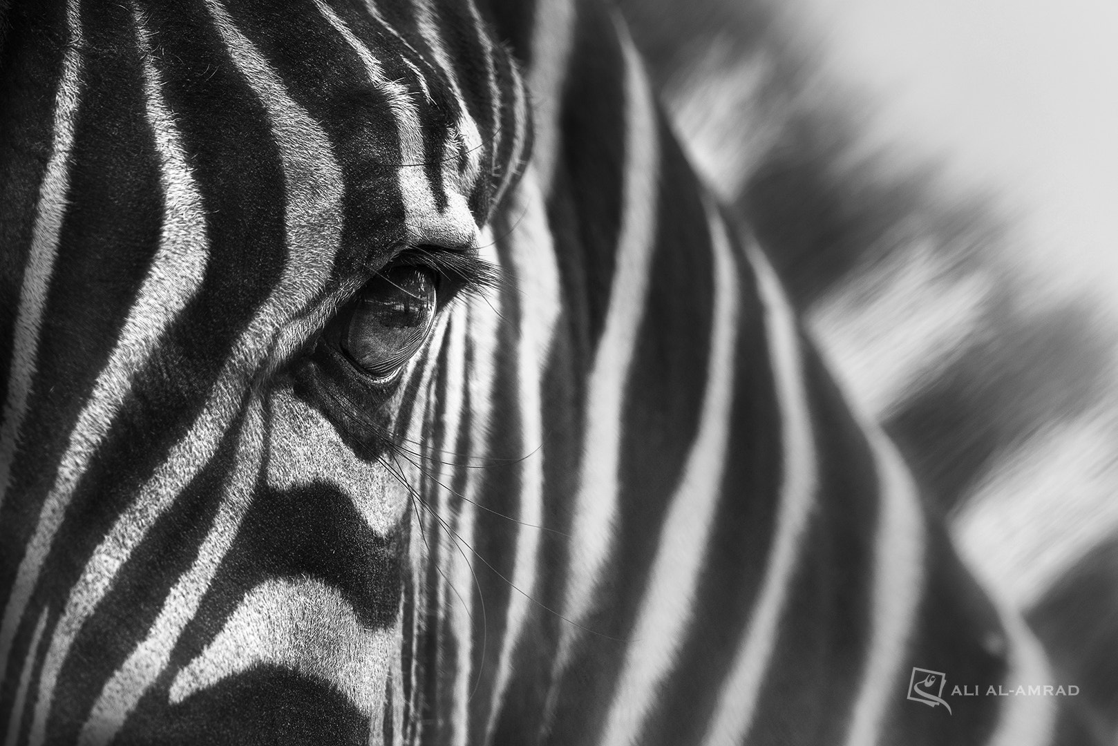 Nikon AF-S Nikkor 200-500mm F5.6E ED VR sample photo. Zebra eyes photography