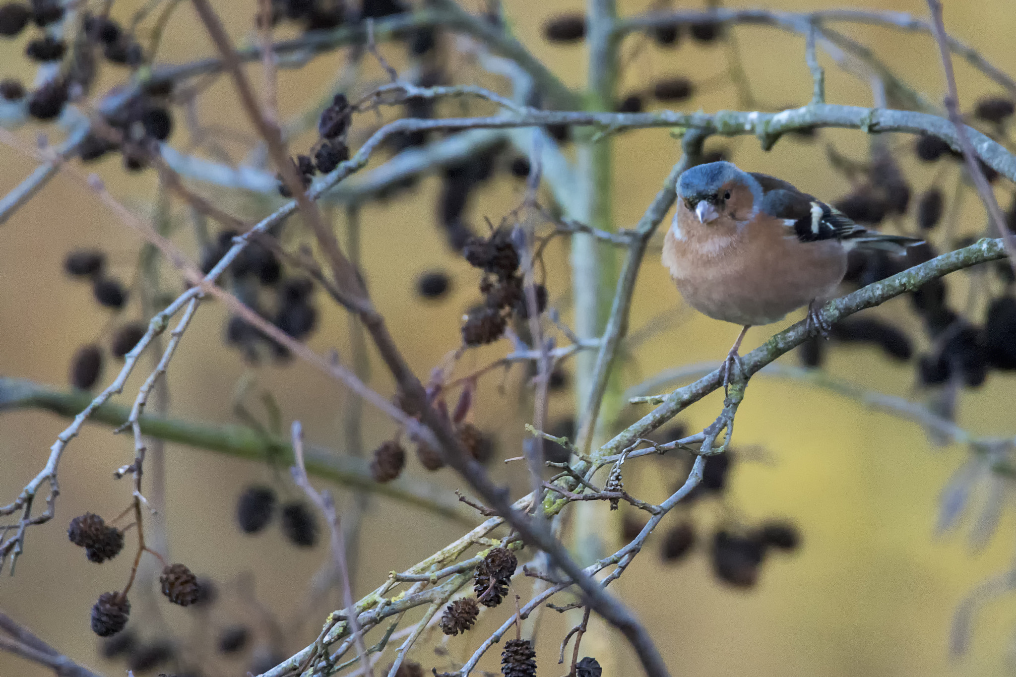 Sony ILCA-77M2 + Tamron SP 150-600mm F5-6.3 Di VC USD sample photo. Chaffinch at north cave wetlands photography