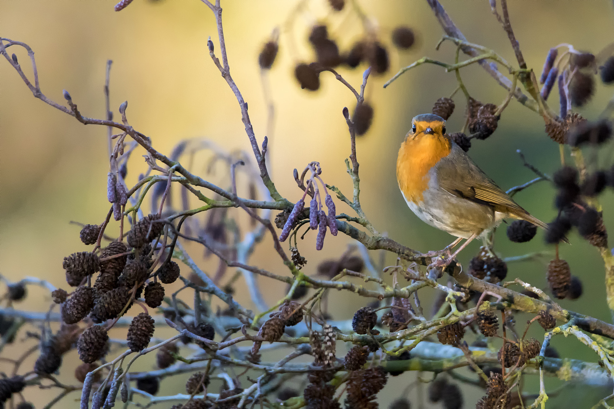 Sony ILCA-77M2 + Tamron SP 150-600mm F5-6.3 Di VC USD sample photo. Robin at north cave wetlands photography