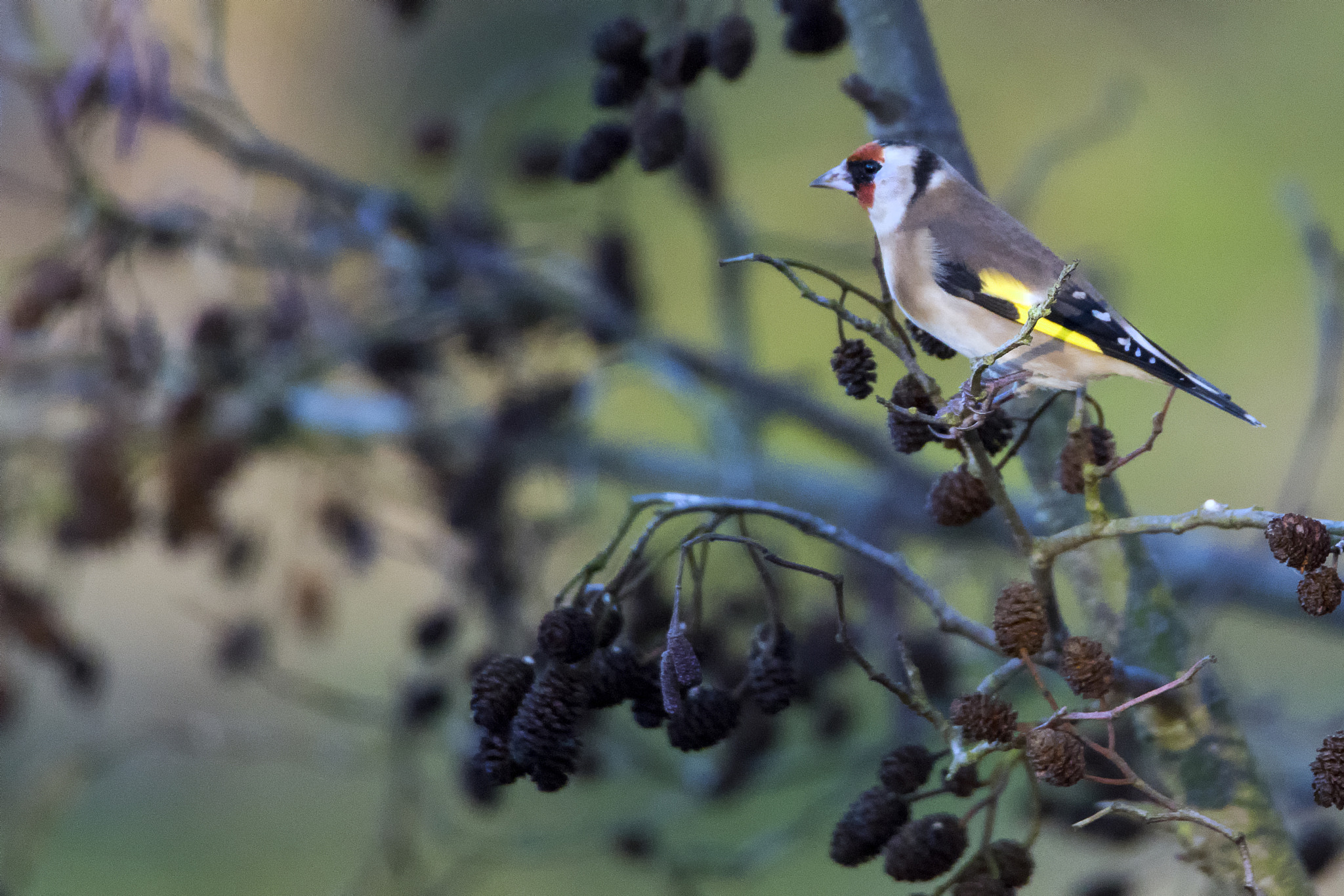 Sony ILCA-77M2 + Tamron SP 150-600mm F5-6.3 Di VC USD sample photo. Goldfinch at north cave wetlands photography