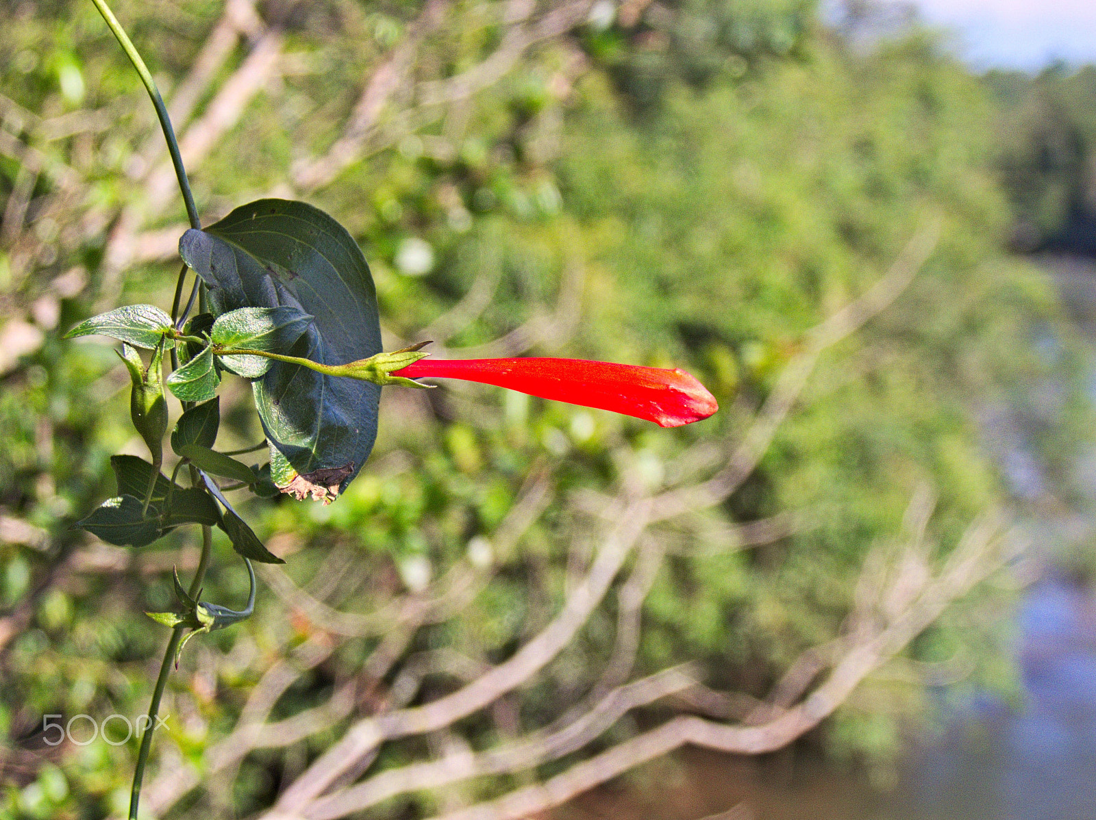 Kodak EasyShare Z990 (EasyShare Max) sample photo. Following the light [iguazu argentina] photography