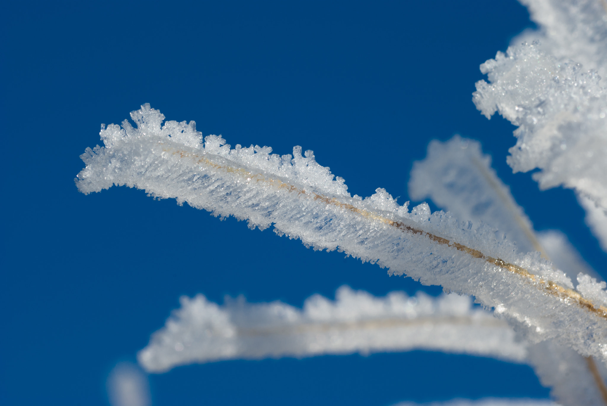 Pentax K10D sample photo. Frozen photography