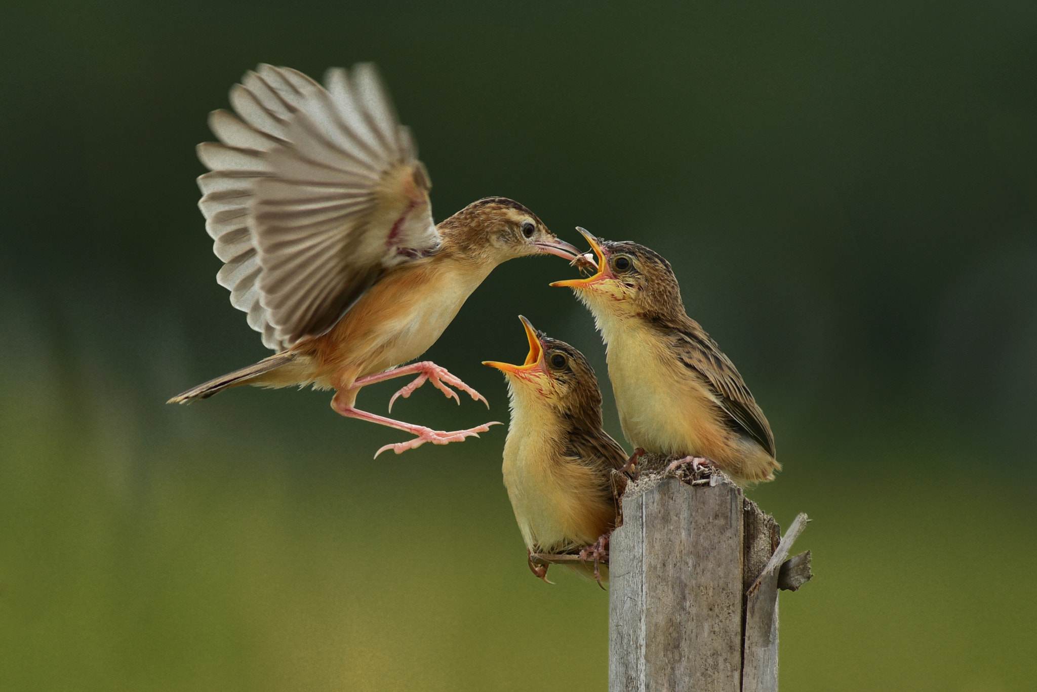 Nikon D750 + AF Nikkor 300mm f/4 IF-ED sample photo. Lunch time photography