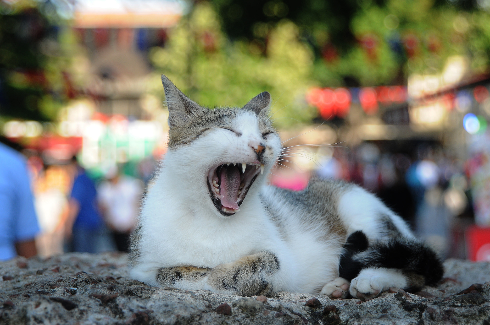 Nikon D300S sample photo. Cat () photography