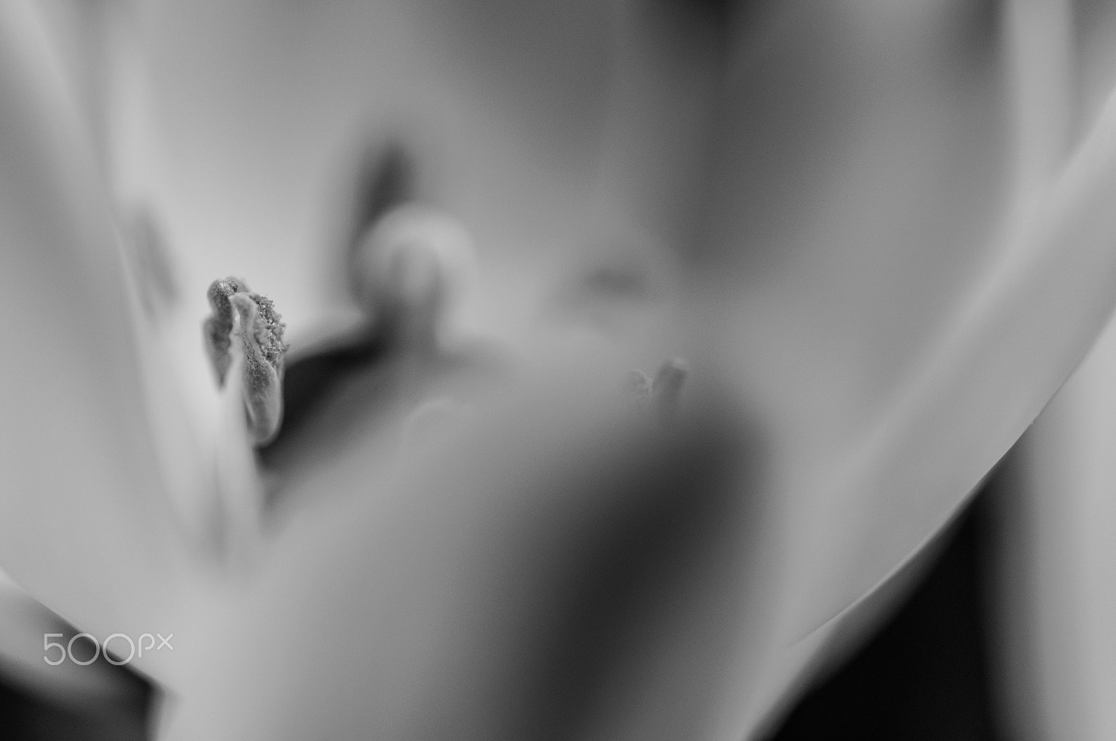 Nikon AF-S Micro-Nikkor 60mm F2.8G ED sample photo. Point photography