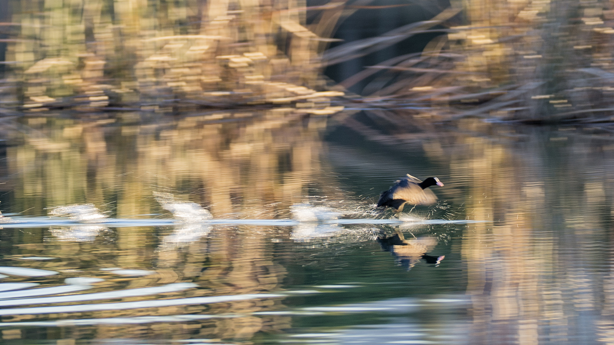 Sigma 150-600mm F5-6.3 DG OS HSM | S sample photo. Dsc photography