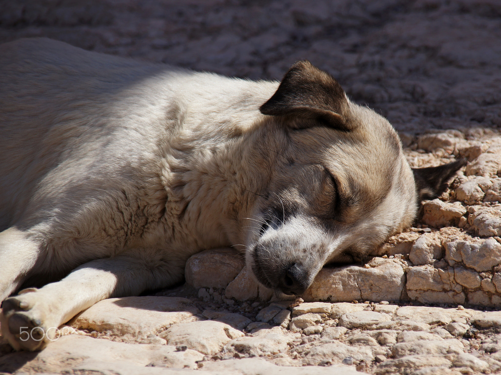 Sony SLT-A55 (SLT-A55V) sample photo. I was so tired. photography