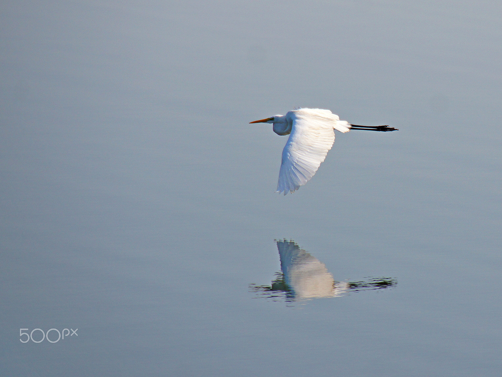 Sony SLT-A55 (SLT-A55V) + Sigma 18-200mm F3.5-6.3 DC sample photo. The white bird photography