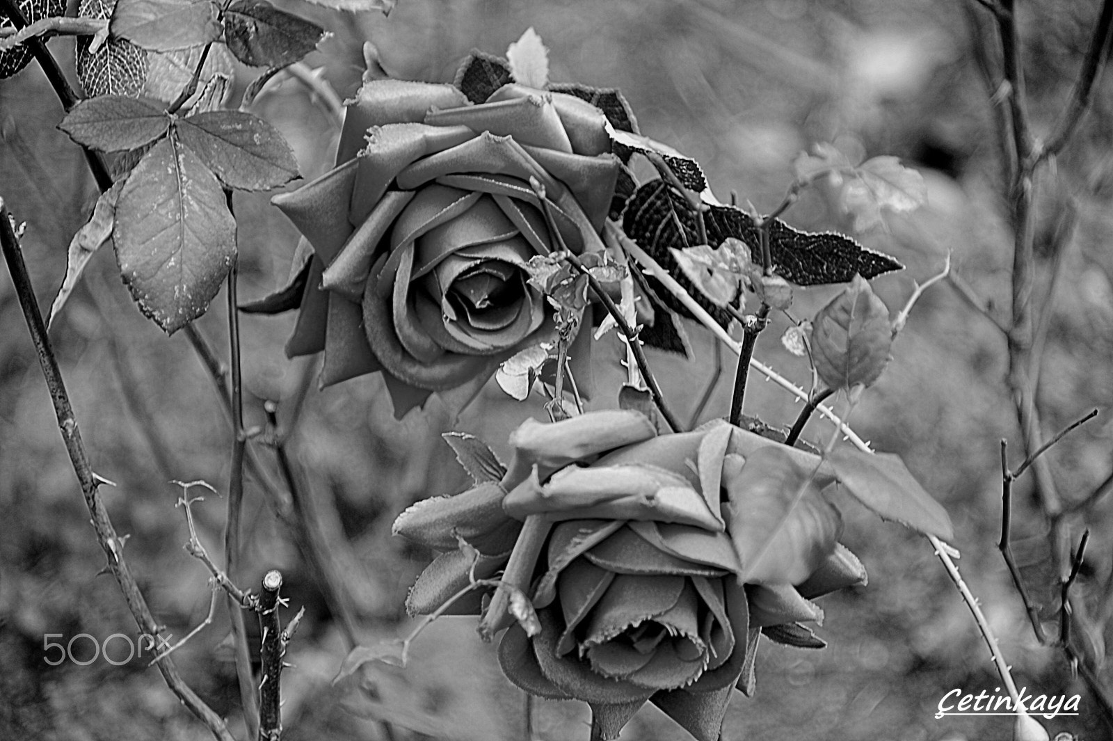 Nikon D3 sample photo. B & w photography