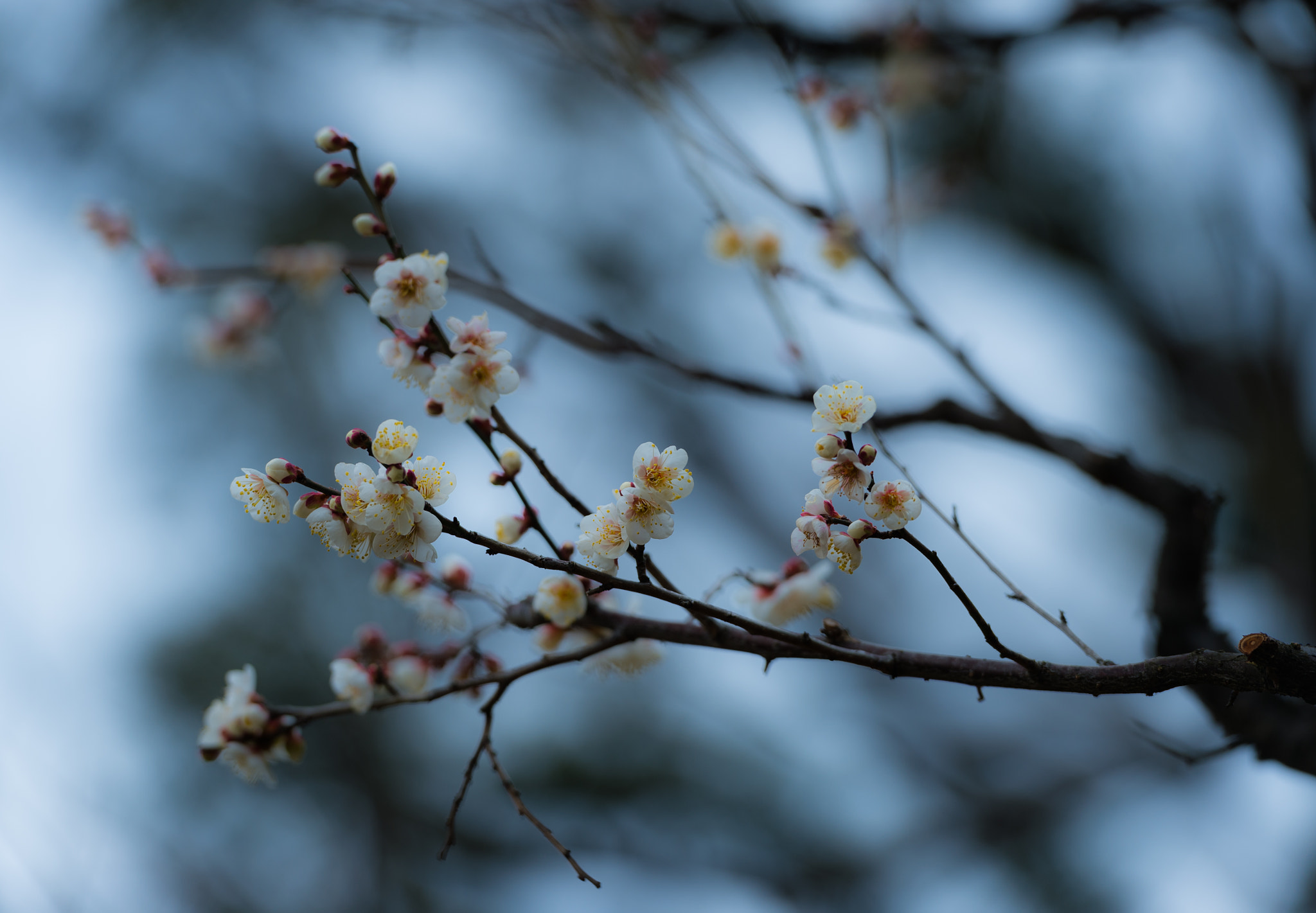 Nikon Df sample photo. 小梅 photography