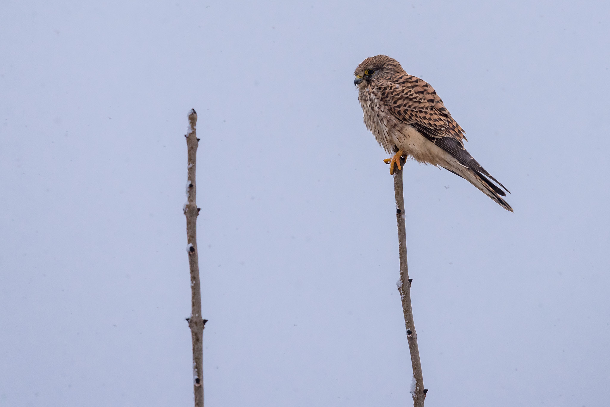 Nikon Nikkor AF-S 300mm F4E PF ED VR sample photo. #061 - common kestrel photography