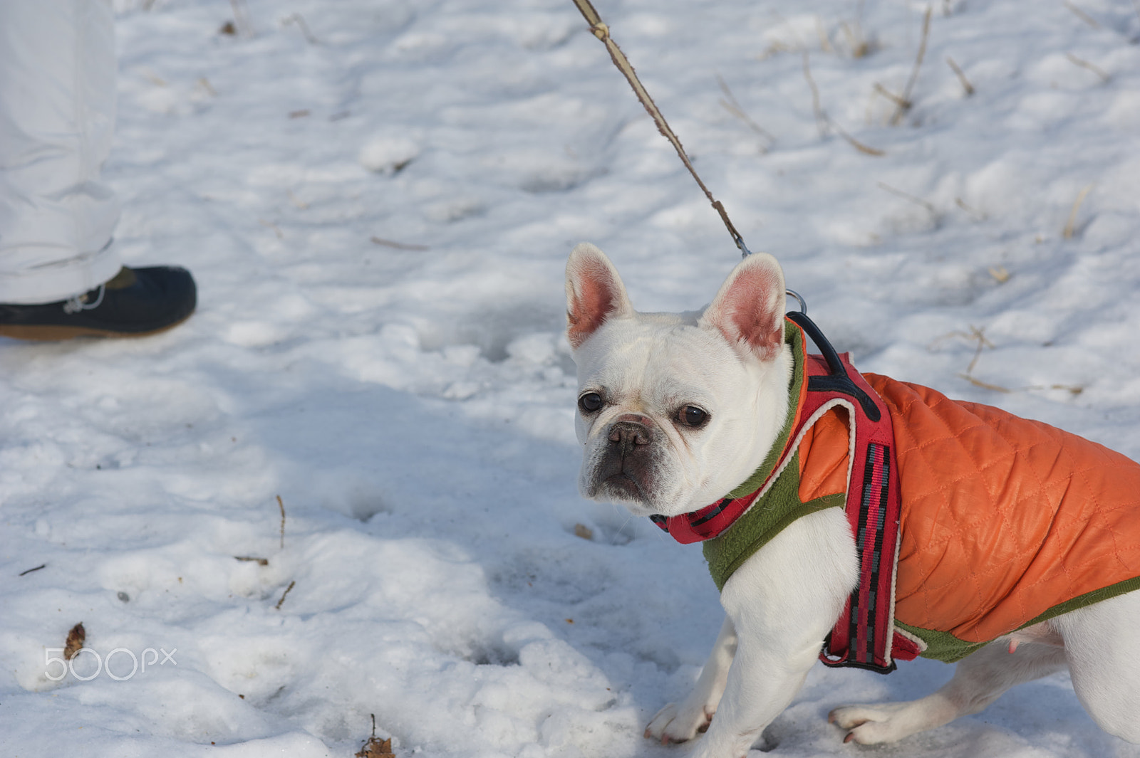 Nikon D700 sample photo. Cute little boy photography