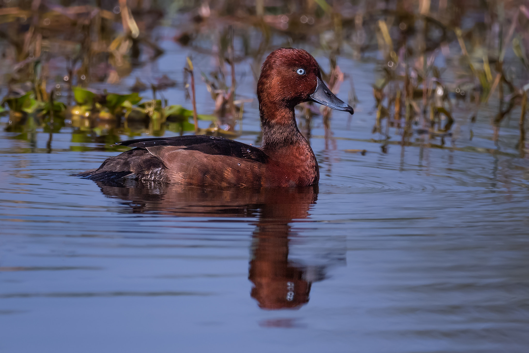 Nikon AF-S Nikkor 800mm F5.6E FL ED VR sample photo. মরচরঙ ভতহস ferrugenous pochard white eyed pochard photography