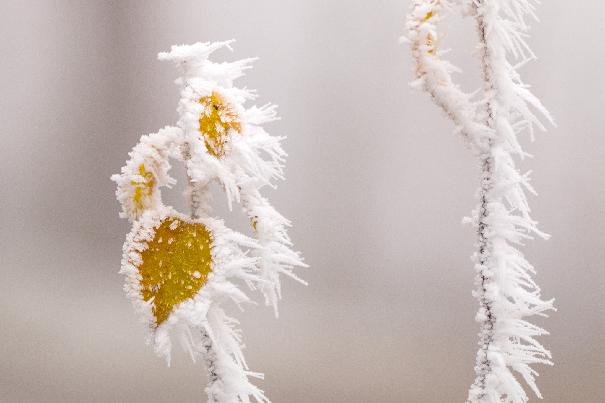 150-600mm F5-6.3 DG OS HSM | Contemporary 015 sample photo. Frozen leaf photography