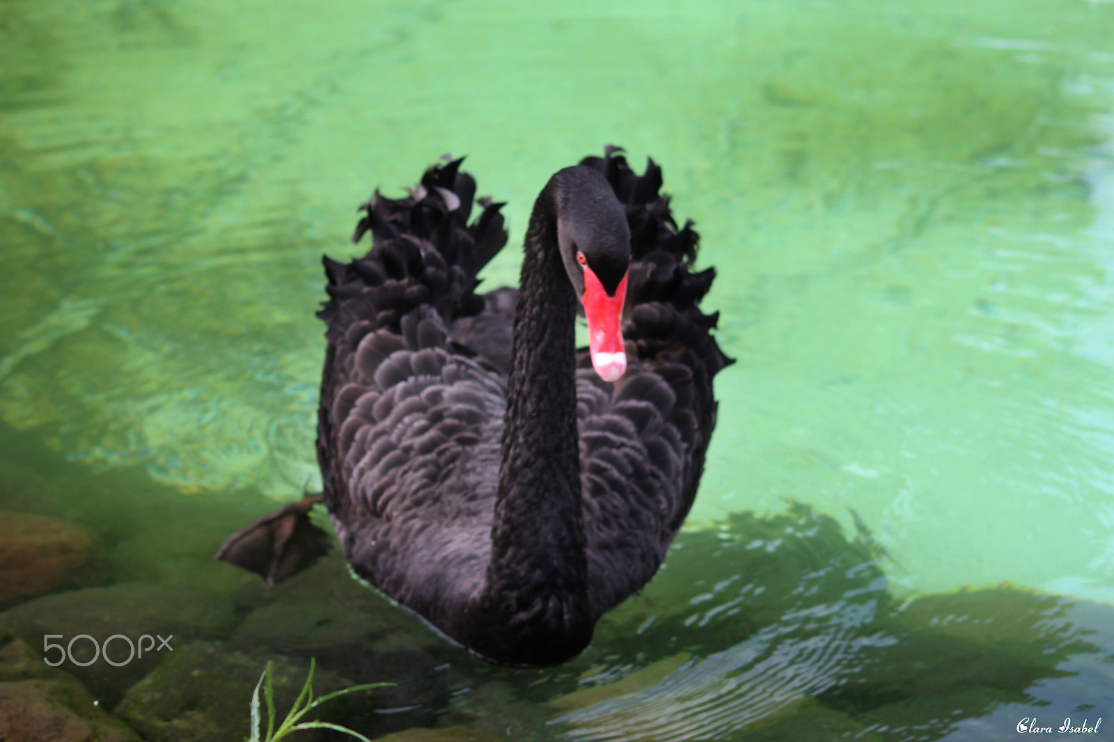 Canon EOS 1200D (EOS Rebel T5 / EOS Kiss X70 / EOS Hi) sample photo. Bello cisne negro... photography