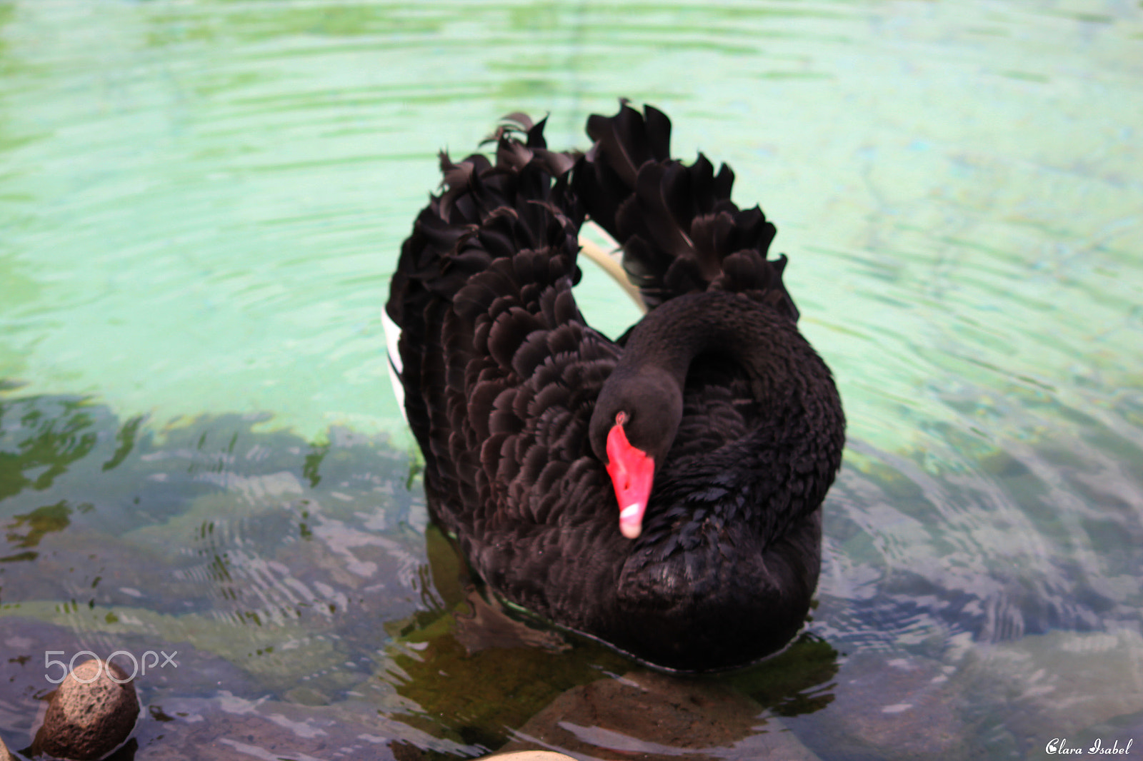 Canon EOS 1200D (EOS Rebel T5 / EOS Kiss X70 / EOS Hi) sample photo. Bello cisne negro... photography