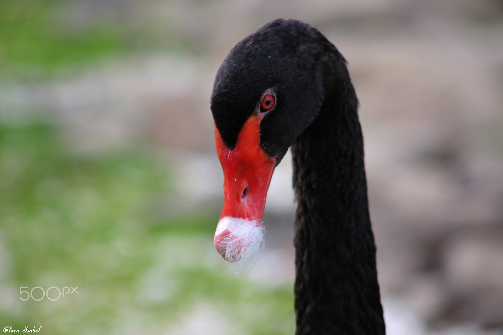 Canon EOS 1200D (EOS Rebel T5 / EOS Kiss X70 / EOS Hi) sample photo. Bello cisne negro... photography