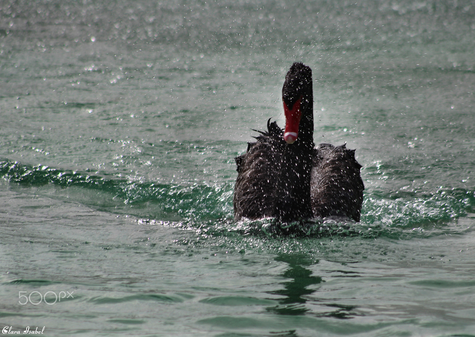 Canon EOS 1200D (EOS Rebel T5 / EOS Kiss X70 / EOS Hi) sample photo. Bello cisne negro... photography