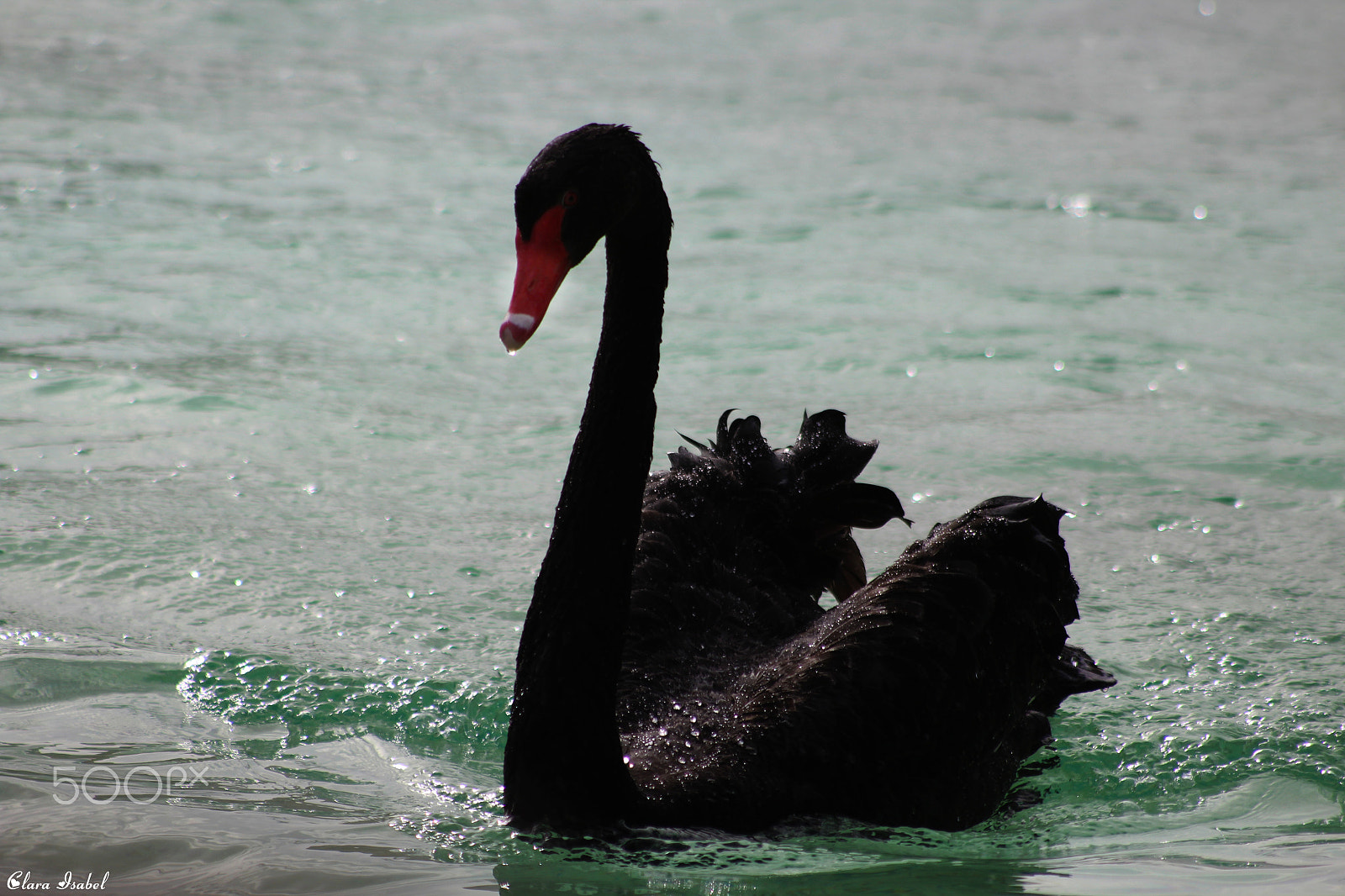 Canon EOS 1200D (EOS Rebel T5 / EOS Kiss X70 / EOS Hi) sample photo. Bello cisne negro... photography
