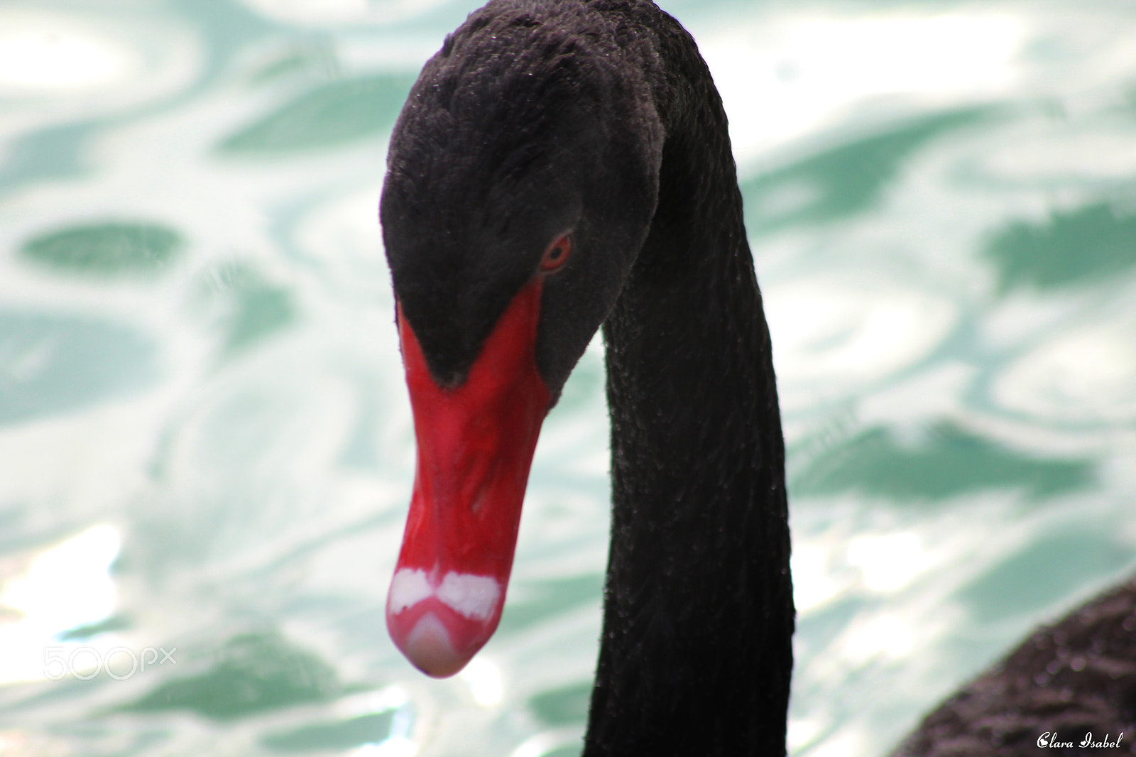 Canon EOS 1200D (EOS Rebel T5 / EOS Kiss X70 / EOS Hi) sample photo. Bello cisne negro... photography