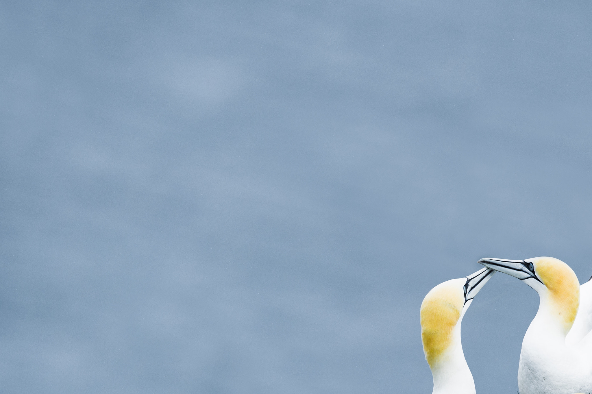 Nikon D4S + Nikon AF-S Nikkor 500mm F4G ED VR sample photo. Northern gannets photography