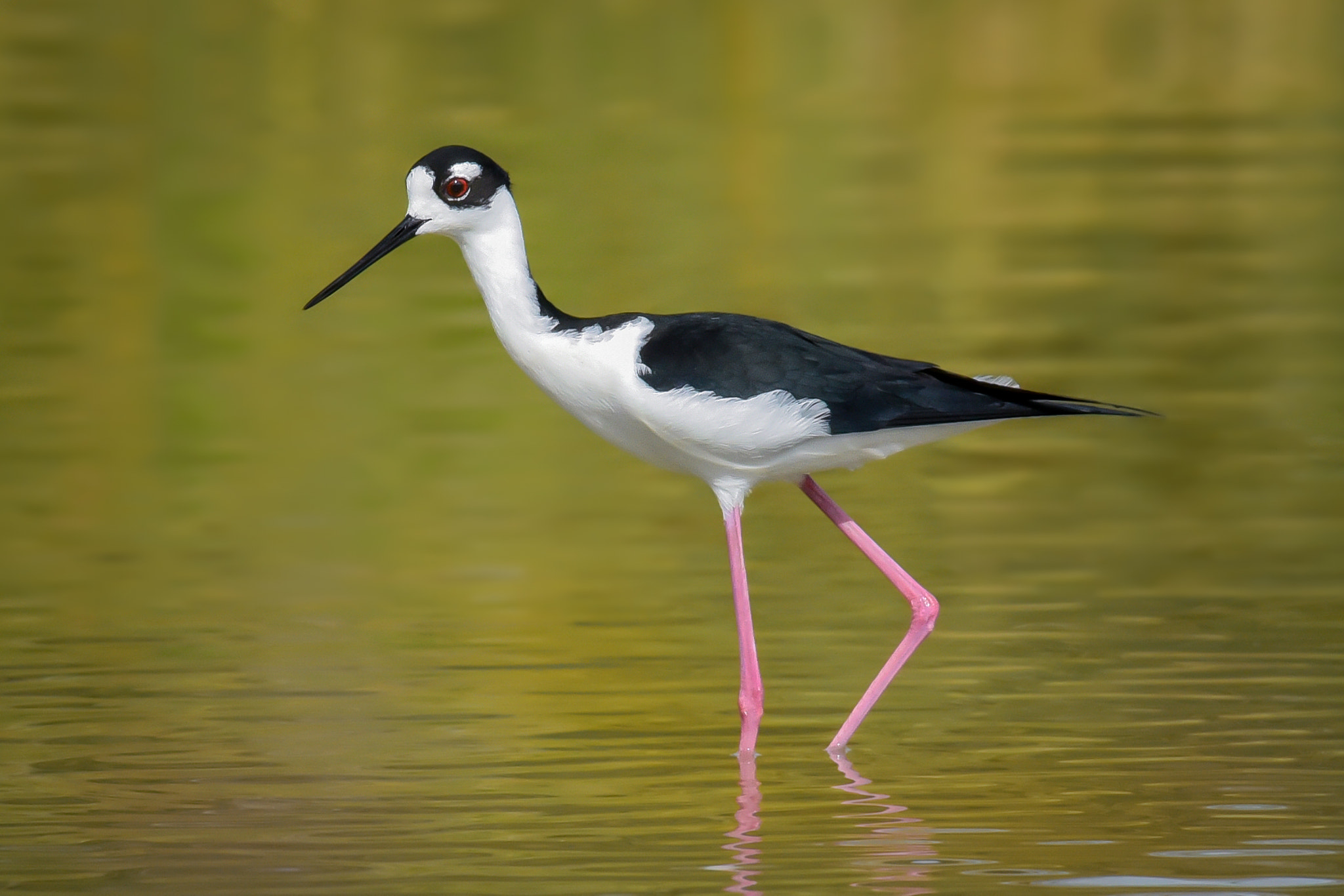 Nikon AF-S Nikkor 300mm F2.8G ED-IF VR sample photo. Black-necked stilt photography