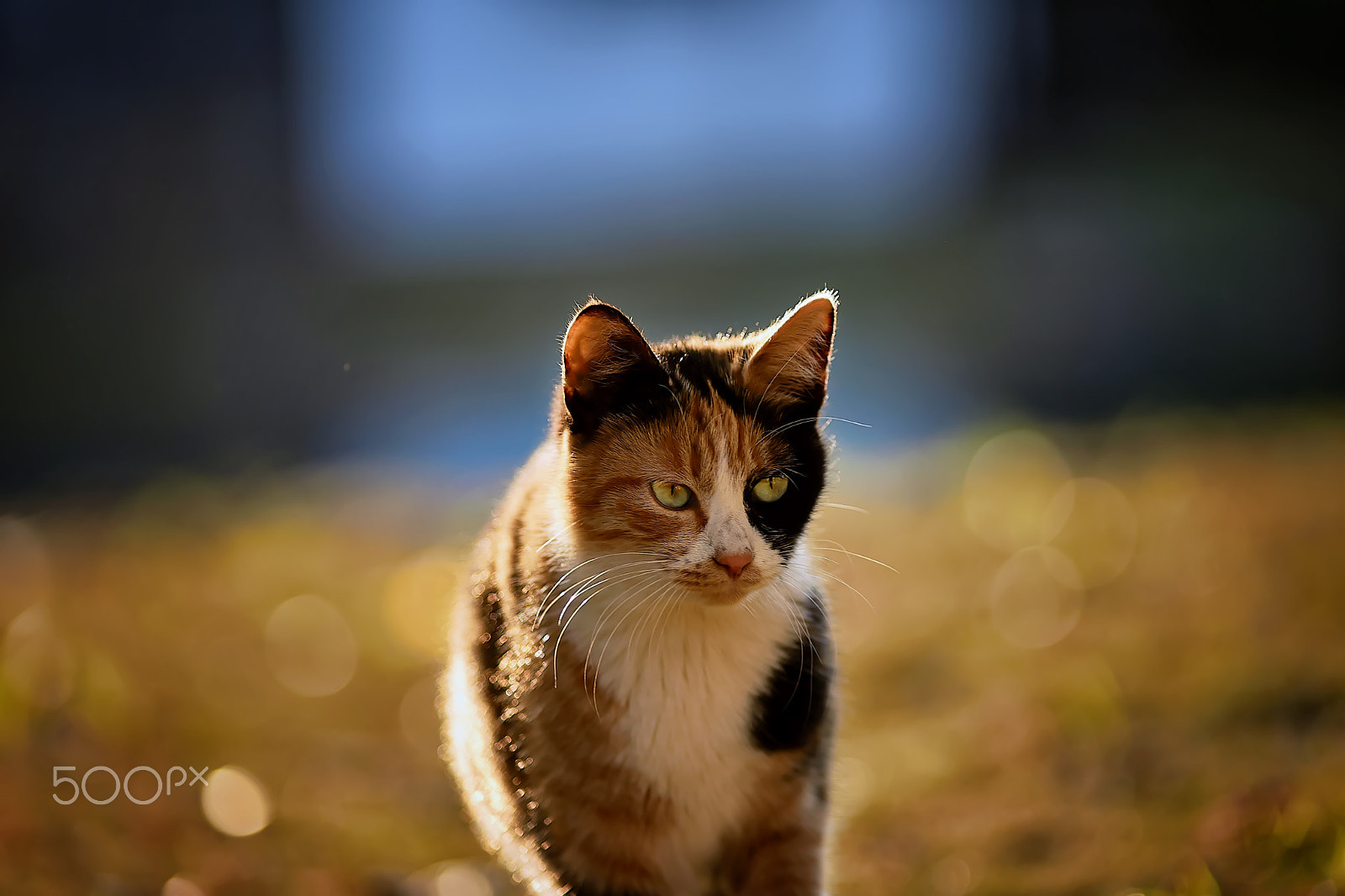 Sony a99 II + Minolta AF 200mm F2.8 HS-APO G sample photo. 试镜 photography