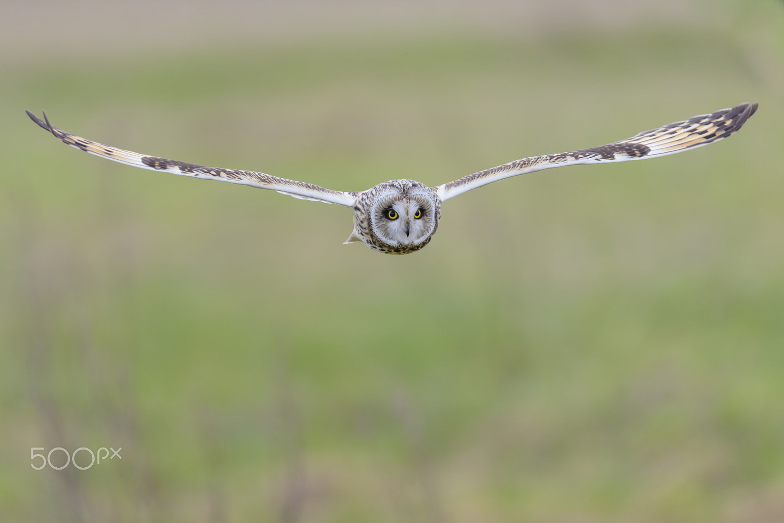 Nikon D810 + Nikon AF-S Nikkor 500mm F4G ED VR sample photo. Sumpfohreule, asio flammeus, wild short eared owl photography