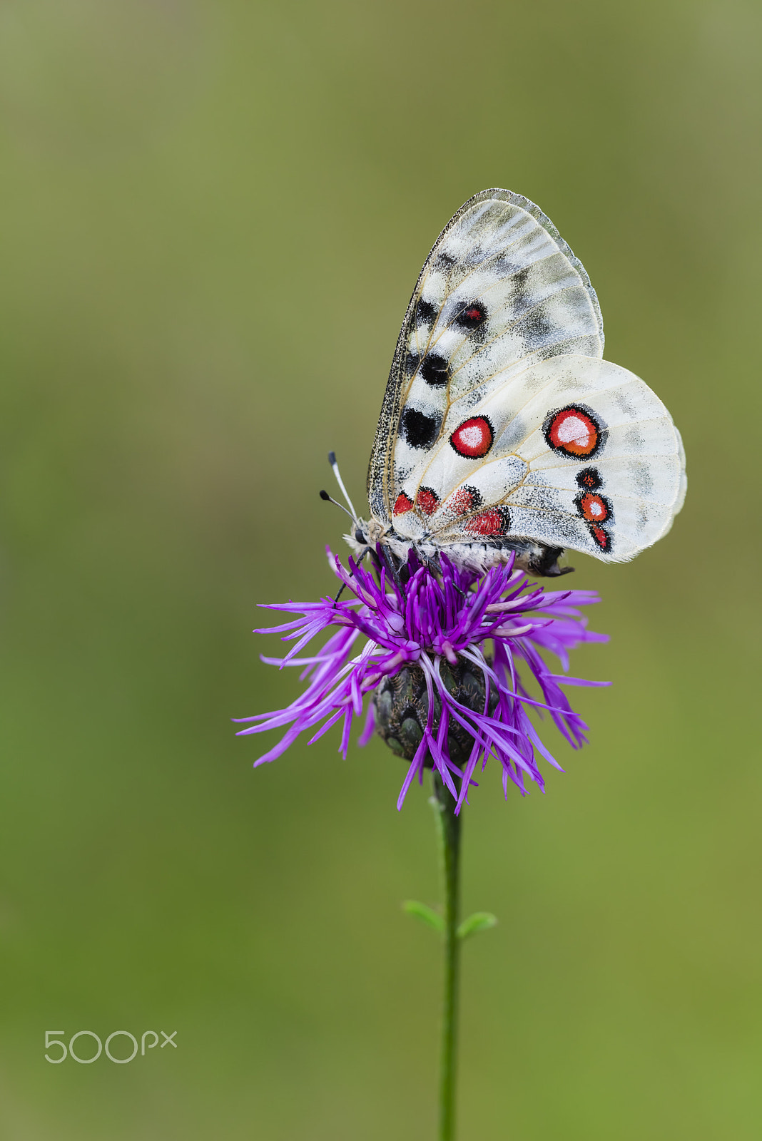 Sigma 150mm F2.8 EX DG OS Macro HSM sample photo. Roter apollofalter weibchen, parnassius apollo lithographicus, f photography