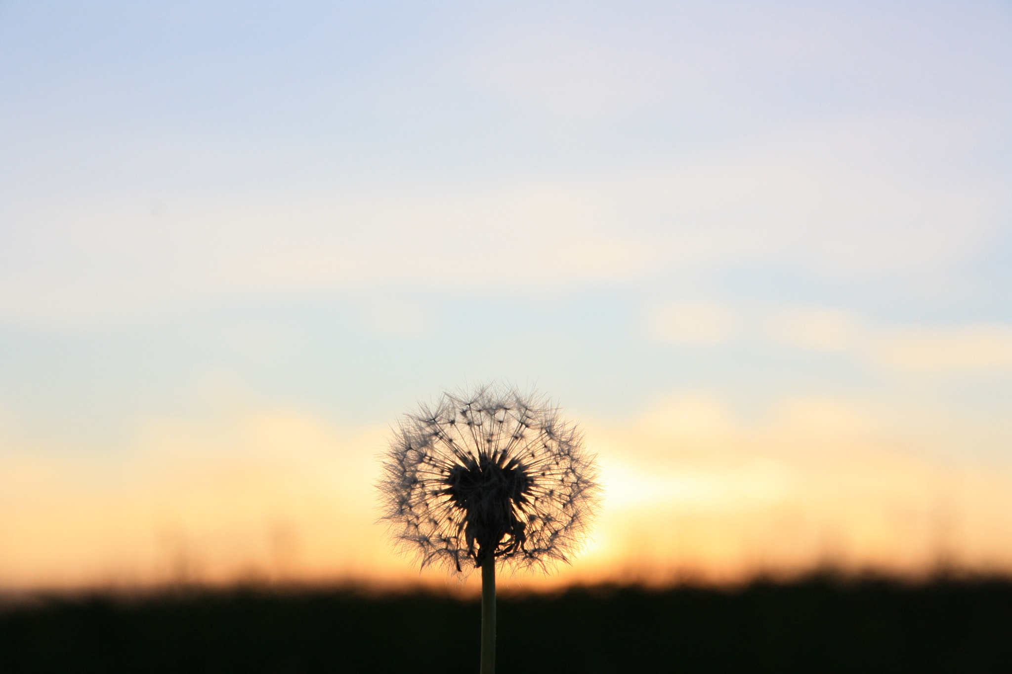 Canon EOS 1000D (EOS Digital Rebel XS / EOS Kiss F) sample photo. Sunset flower photography