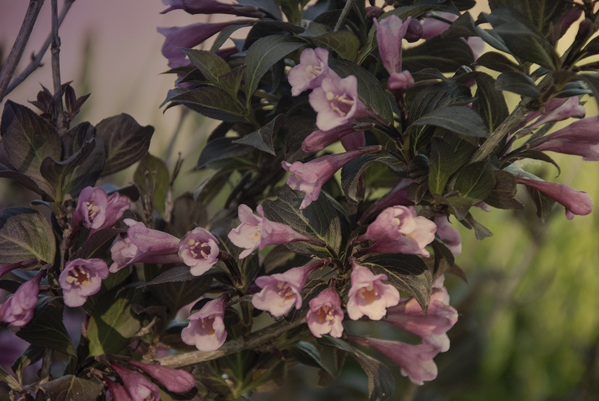 Nikon D200 sample photo. Summer flowers photography