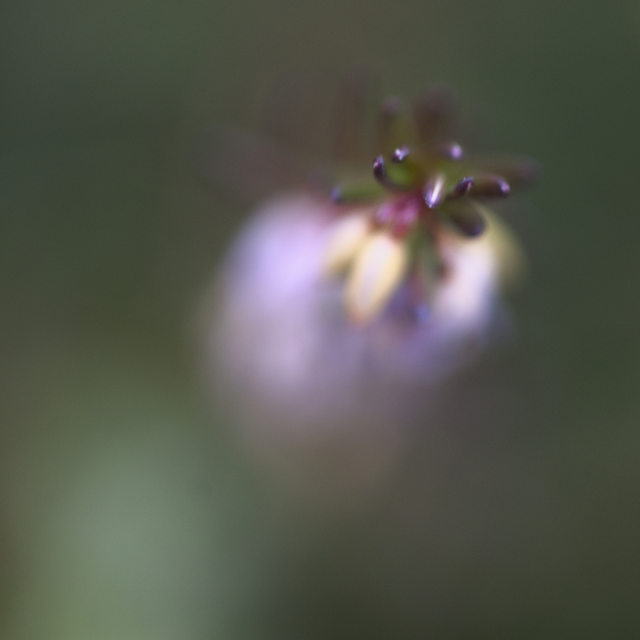 Nikon AF-S Micro-Nikkor 105mm F2.8G IF-ED VR sample photo. Only colors photography