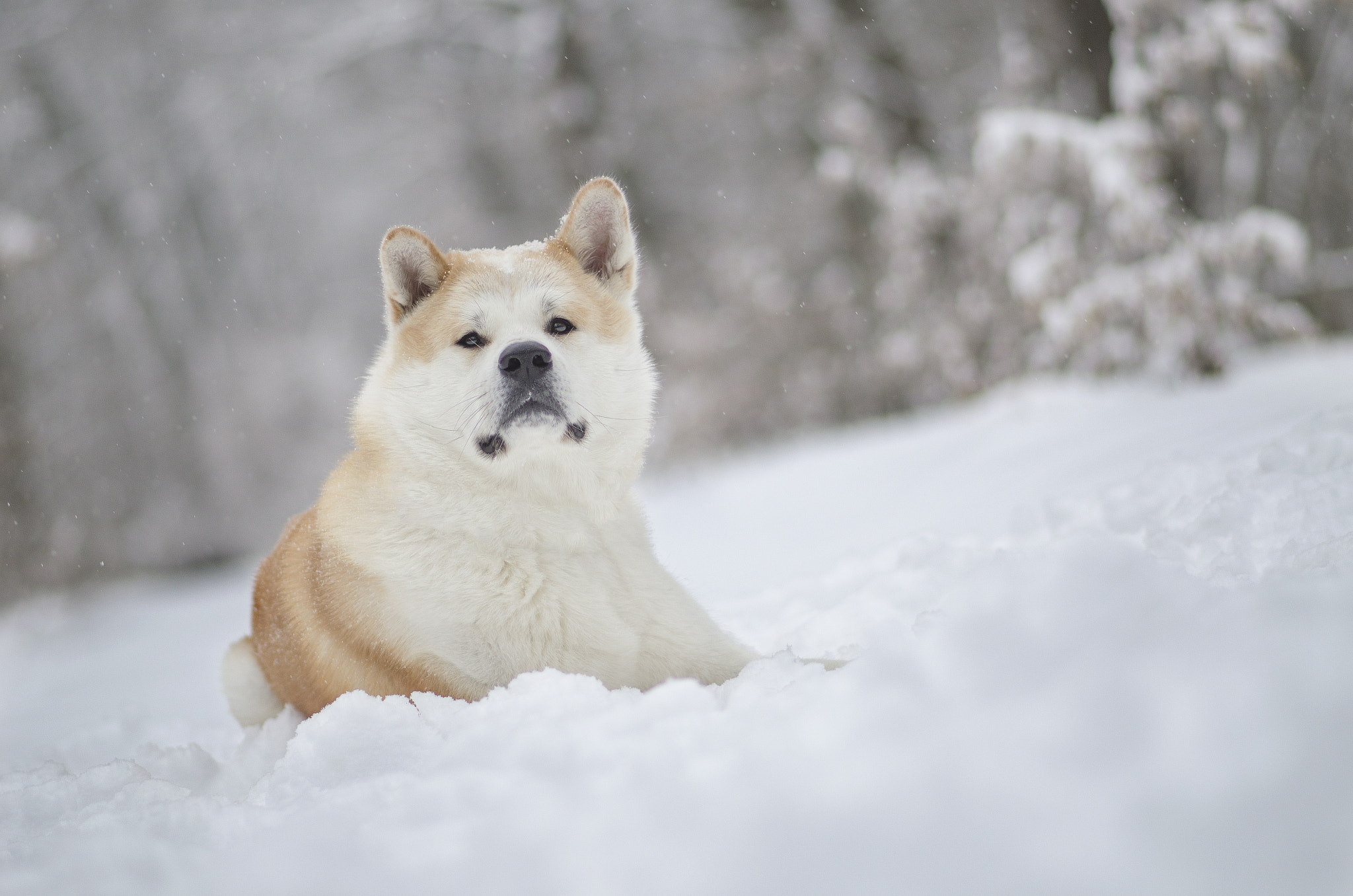 Nikon D5100 sample photo. Akita inu photography