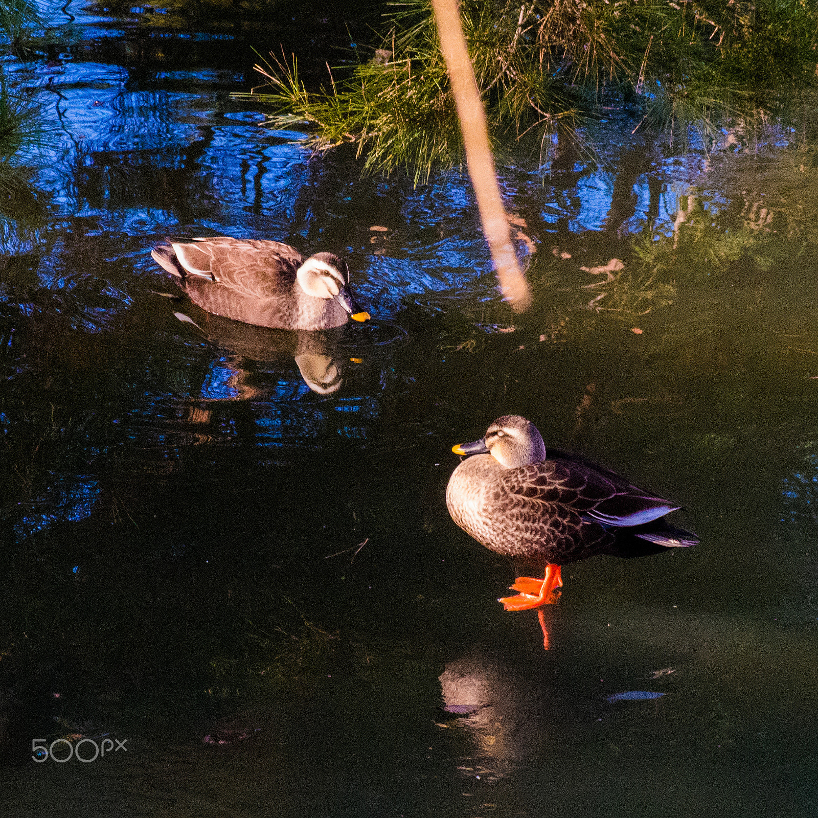 smc Pentax-DA L 50-200mm F4-5.6 ED WR sample photo. Are standing? swimming? photography