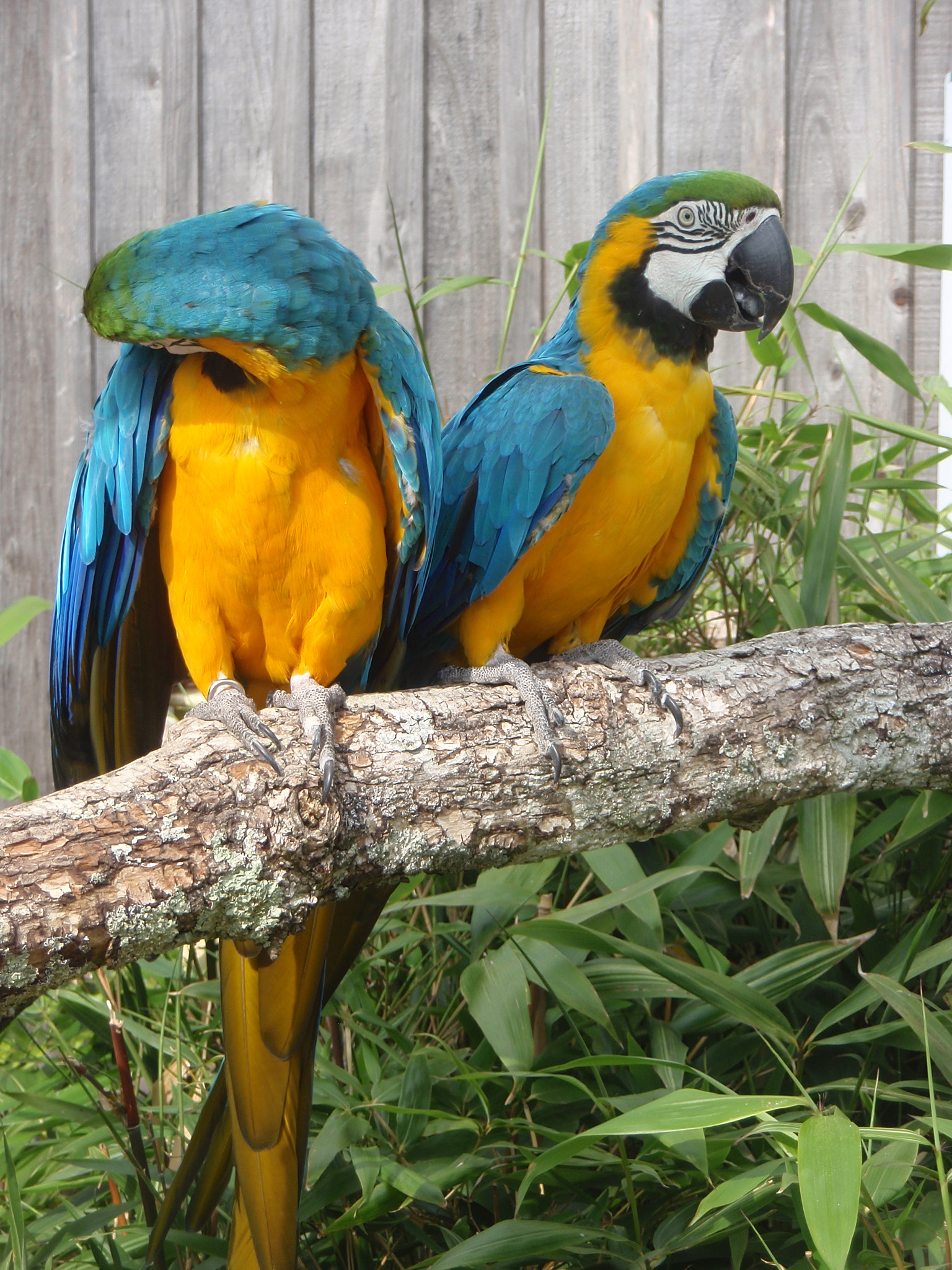 Olympus u840,S840 sample photo. Im loro parque in teneriffa photography