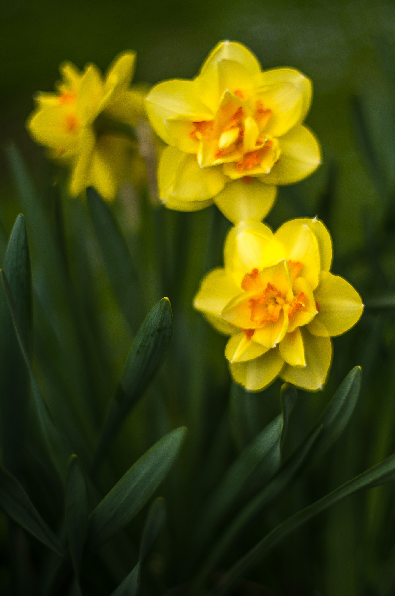 A Series Lens sample photo. Untitled photography